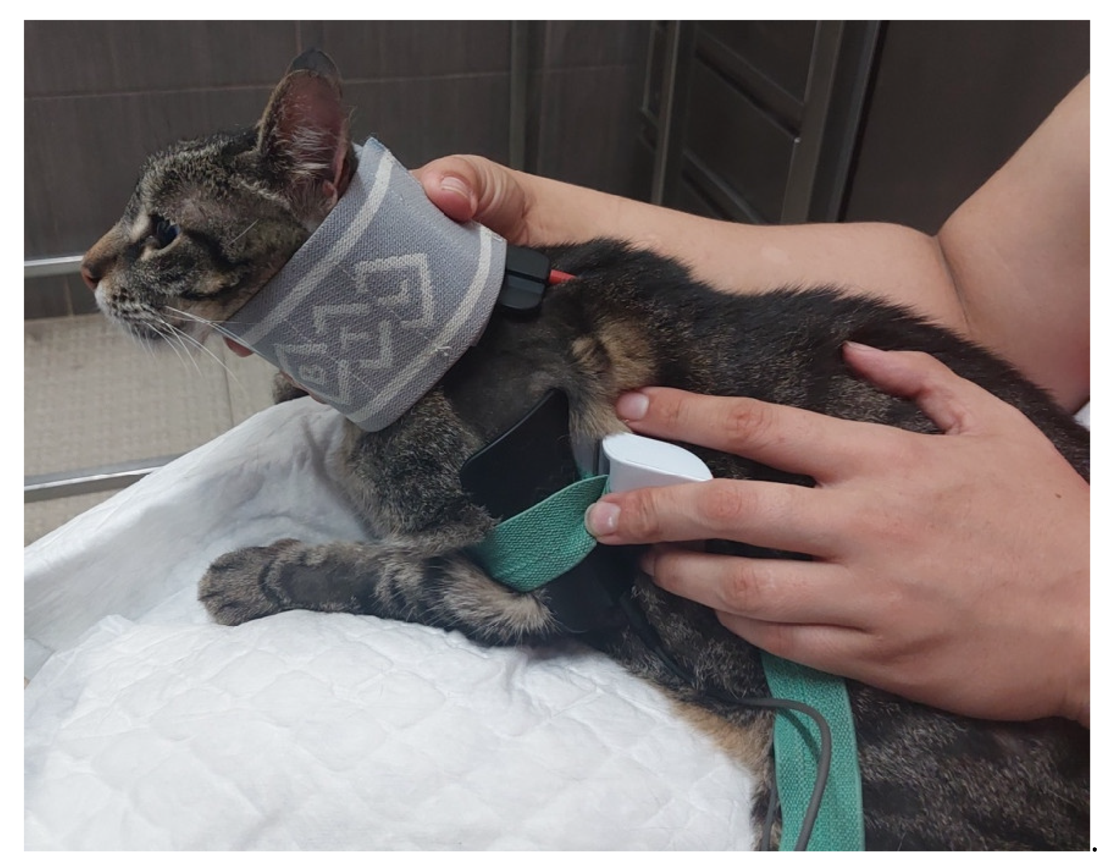 Animals 14 00323 g005