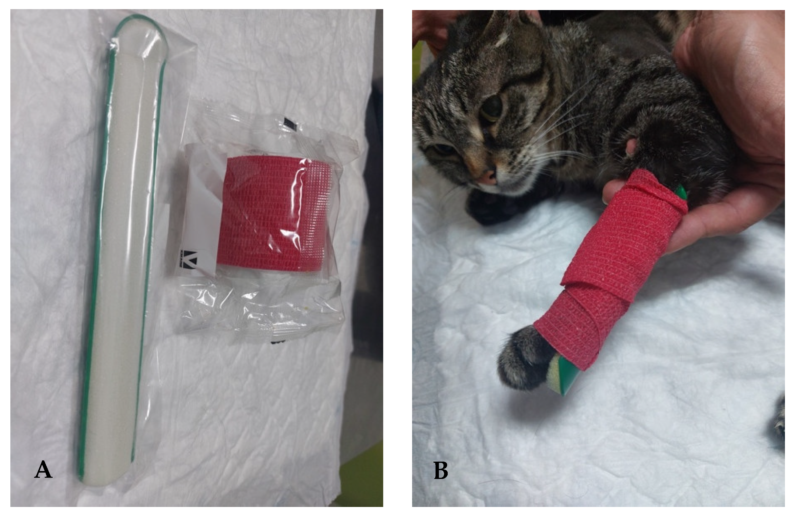 Animals 14 00323 g006