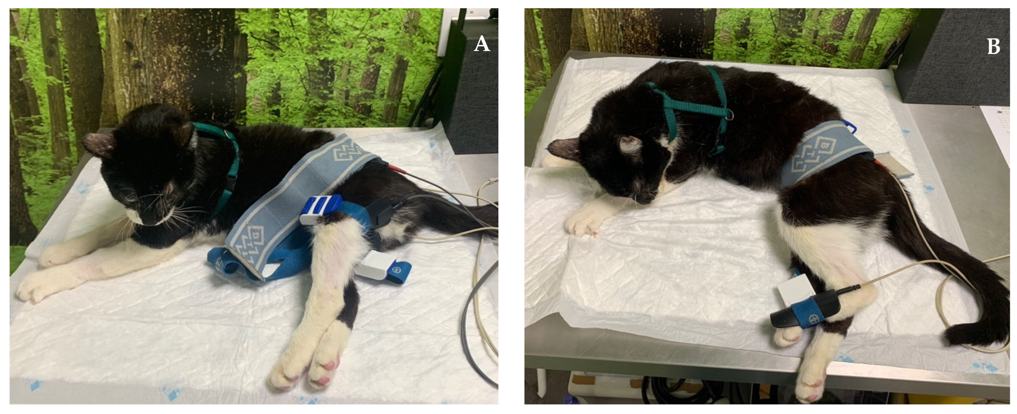 Animals 14 00323 g007