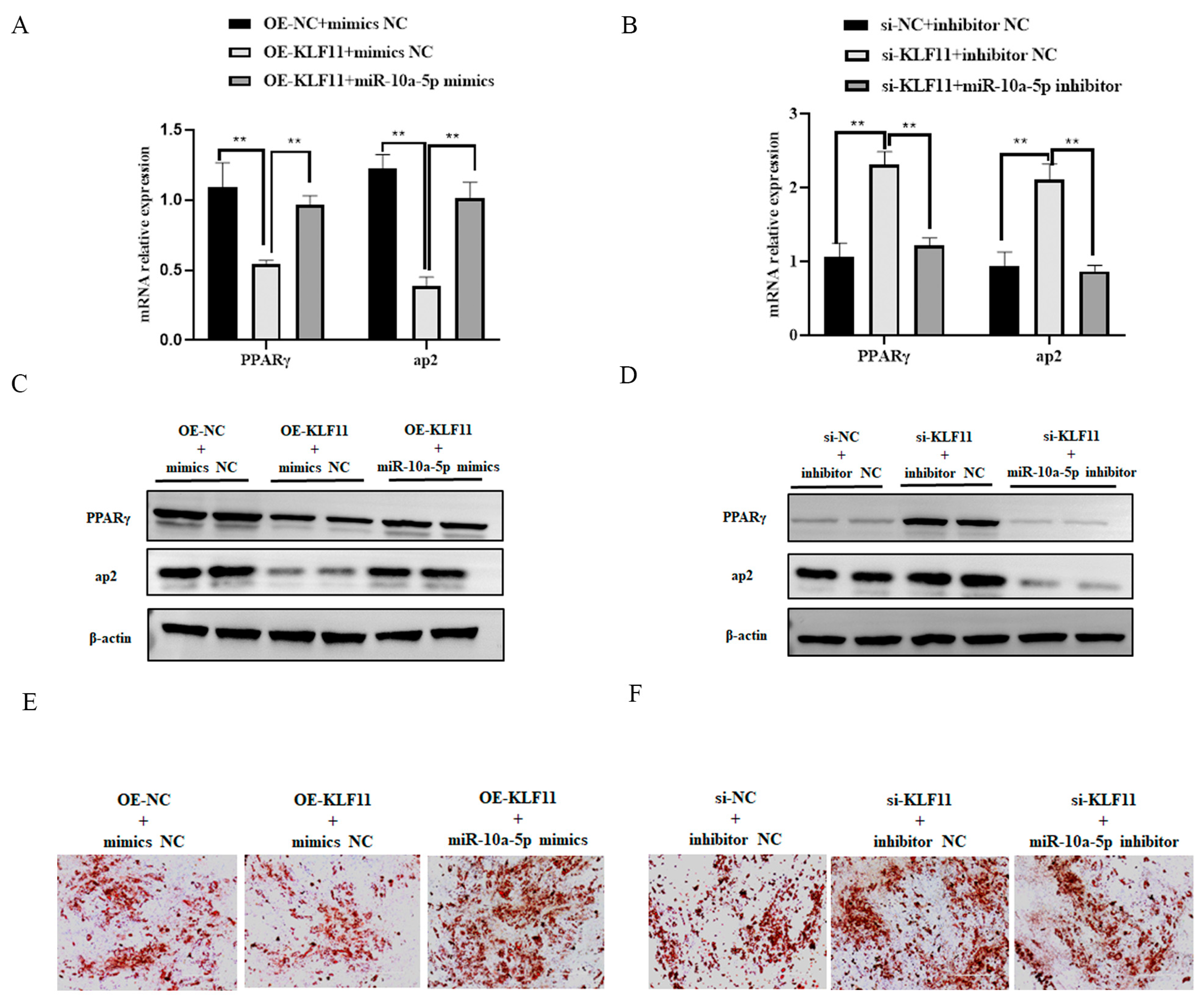 Animals 14 00337 g005