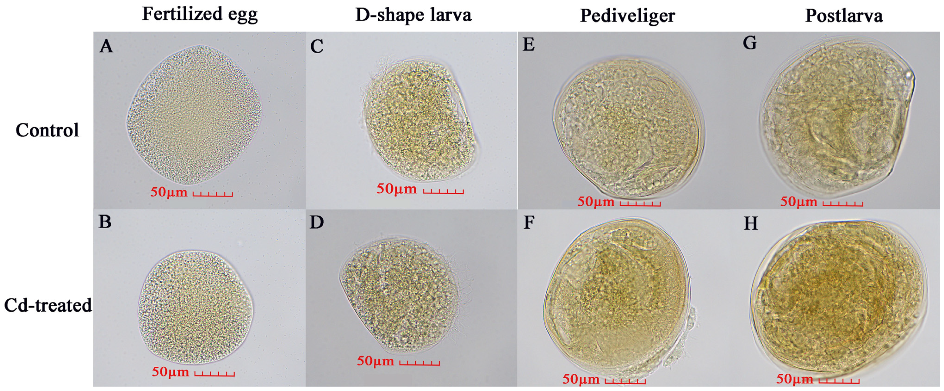Animals 14 00352 g007