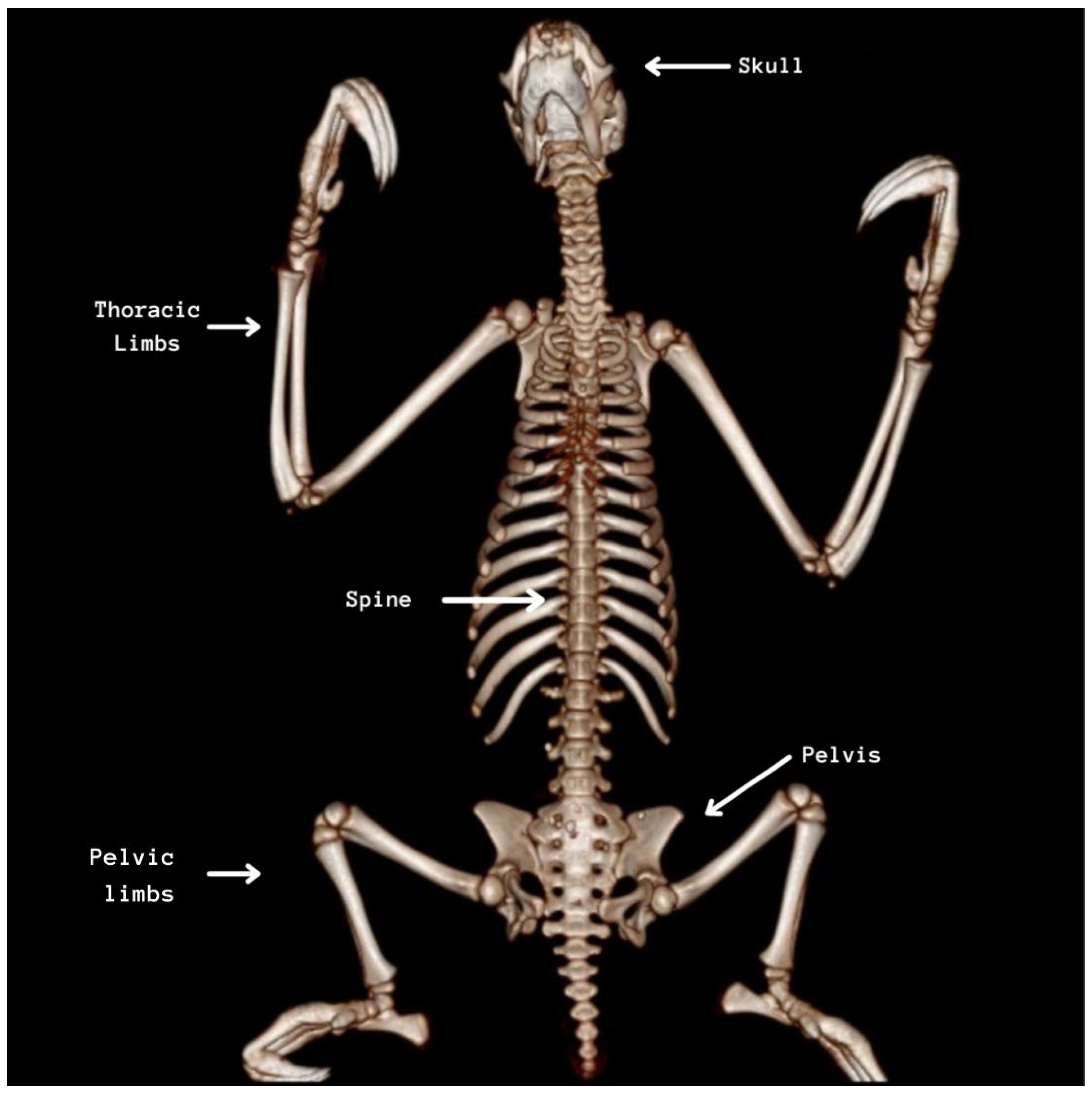 Animals 14 00355 g001 Animals 14 00355 g001