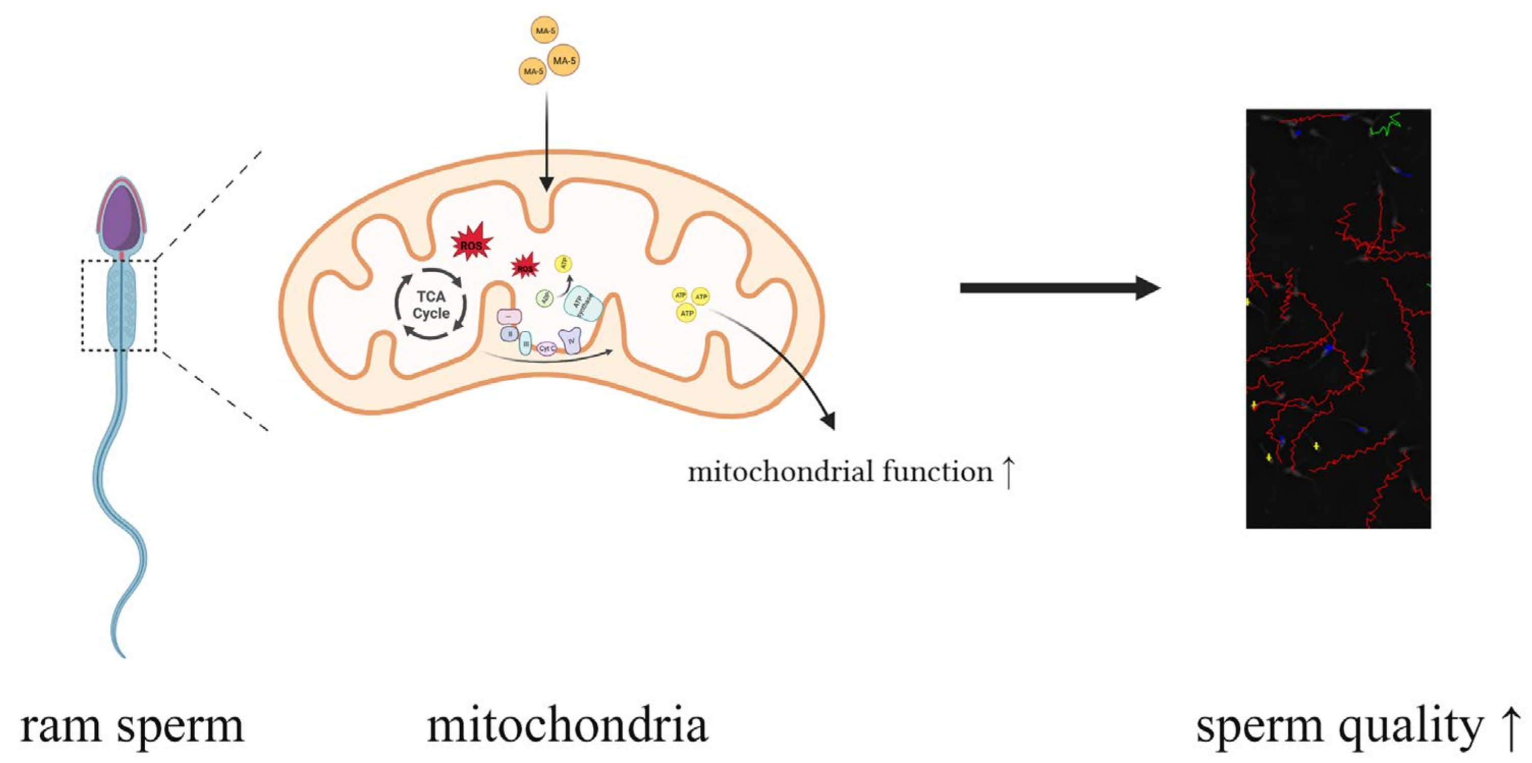 Animals 14 00368 g007