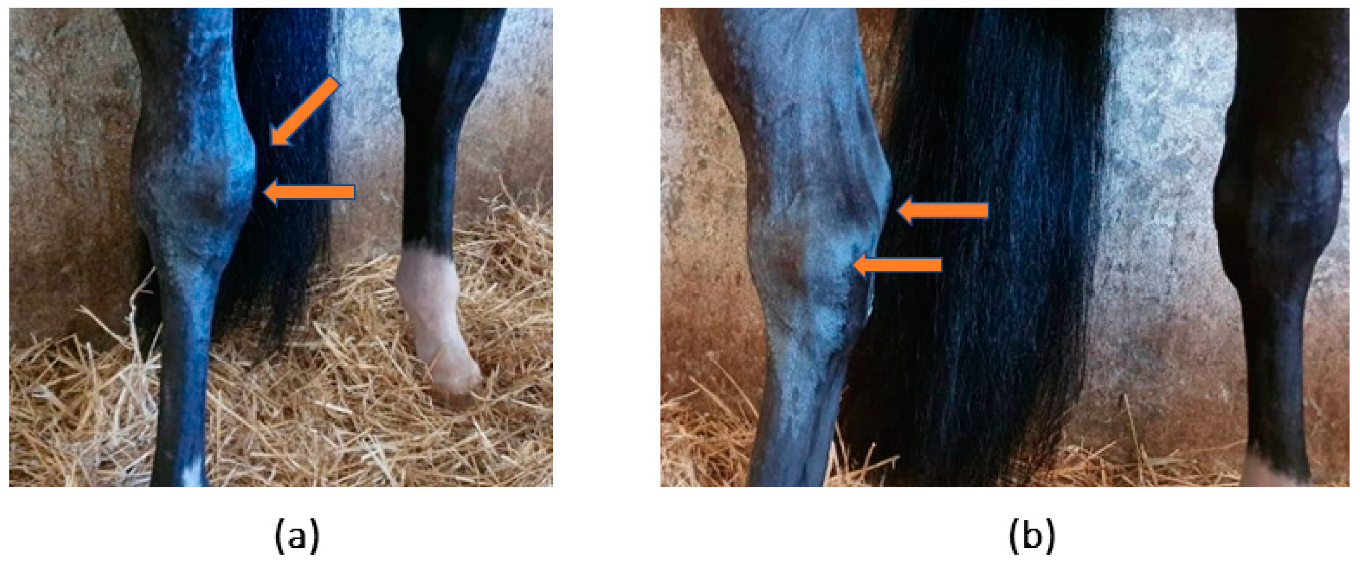 Animals 14 00370 g001