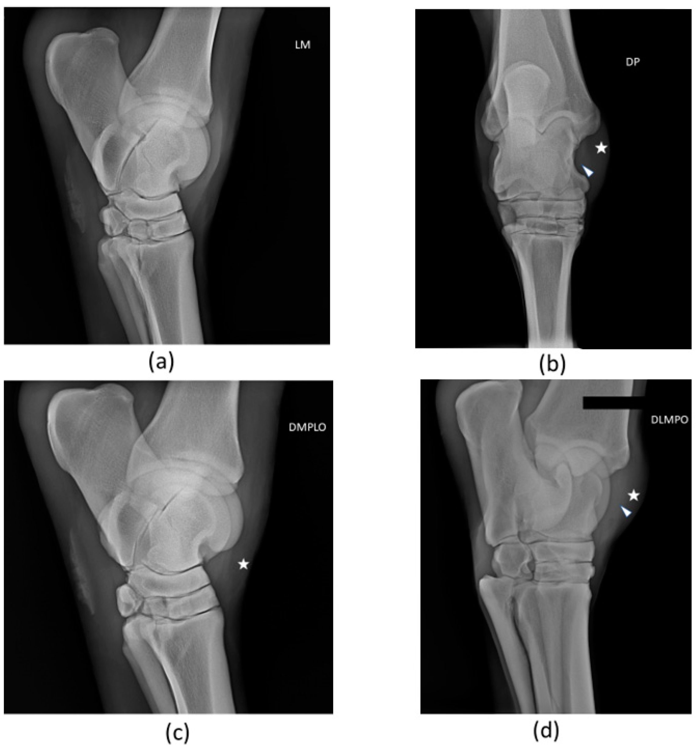 Animals 14 00370 g003