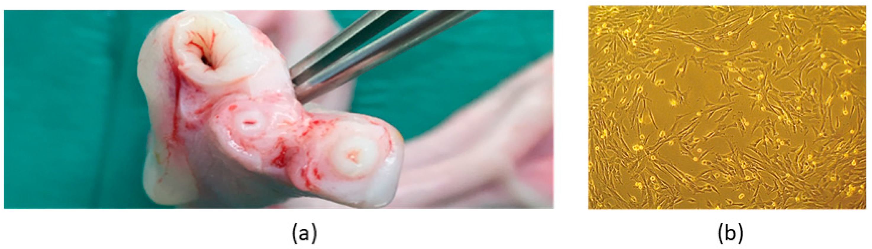 Animals 14 00370 g005