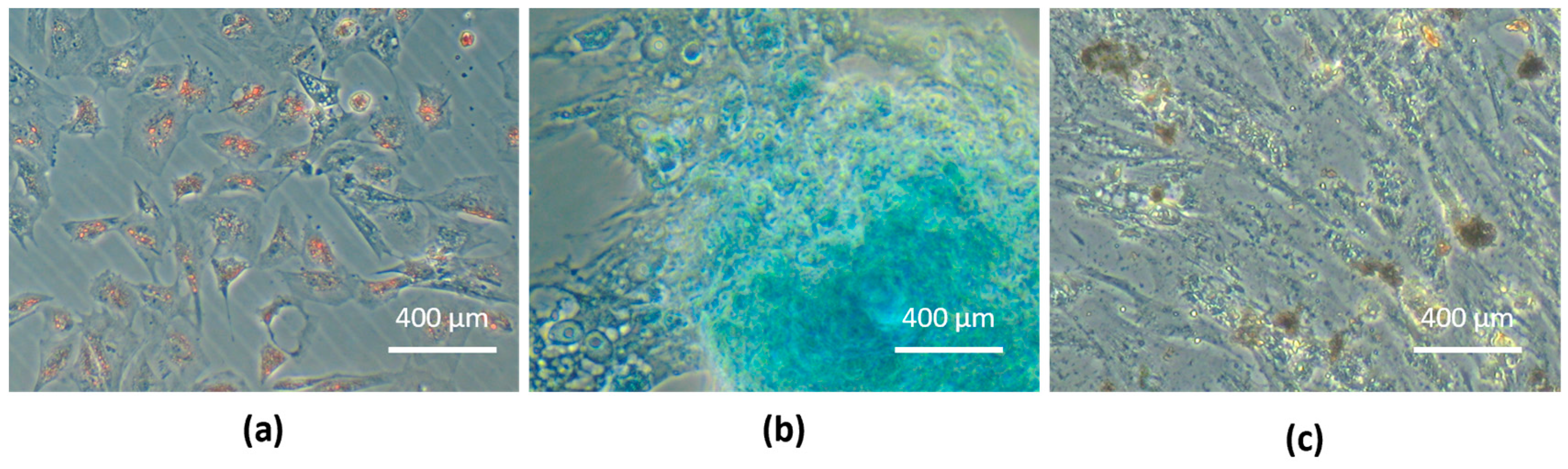 Animals 14 00370 g006