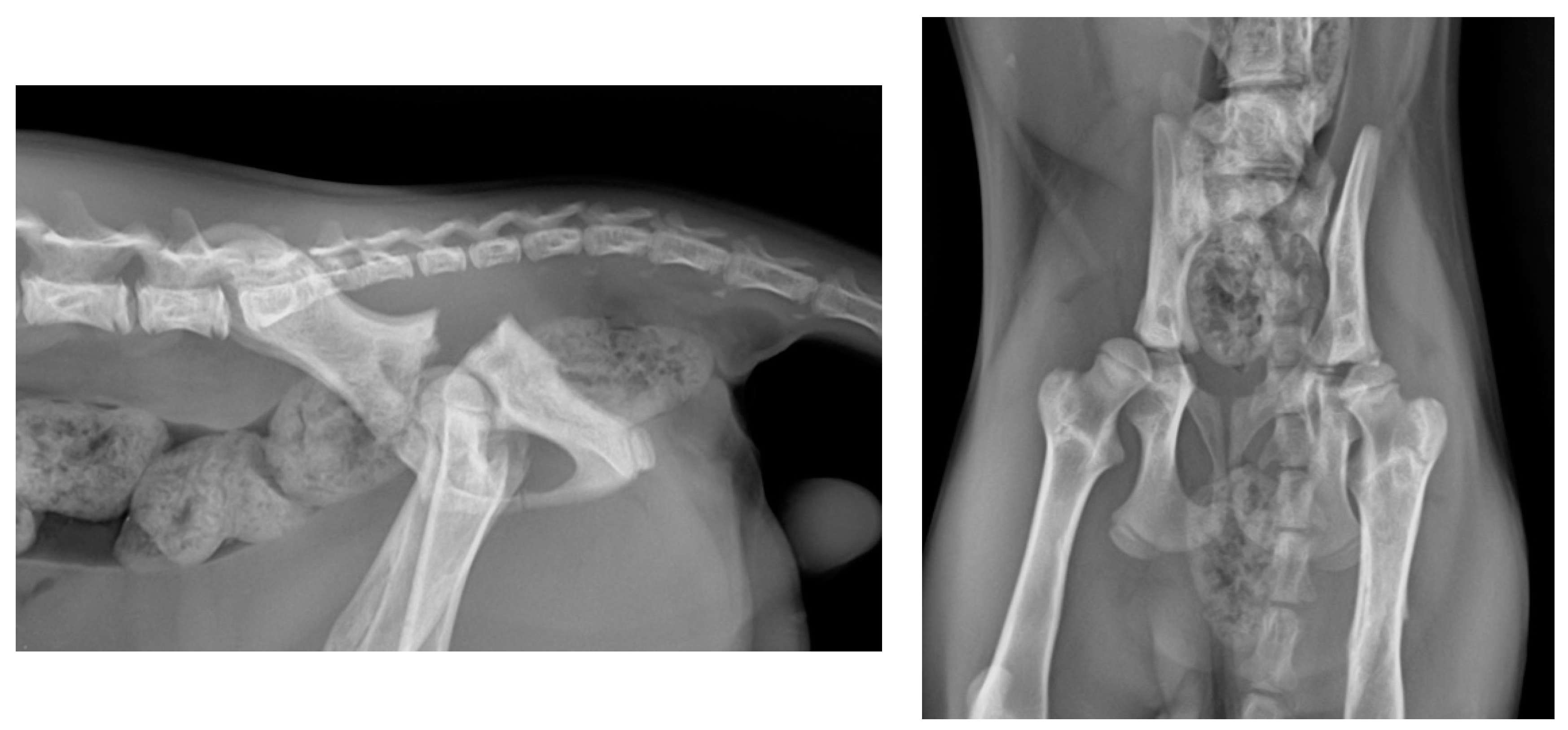 Animals 14 00379 g001