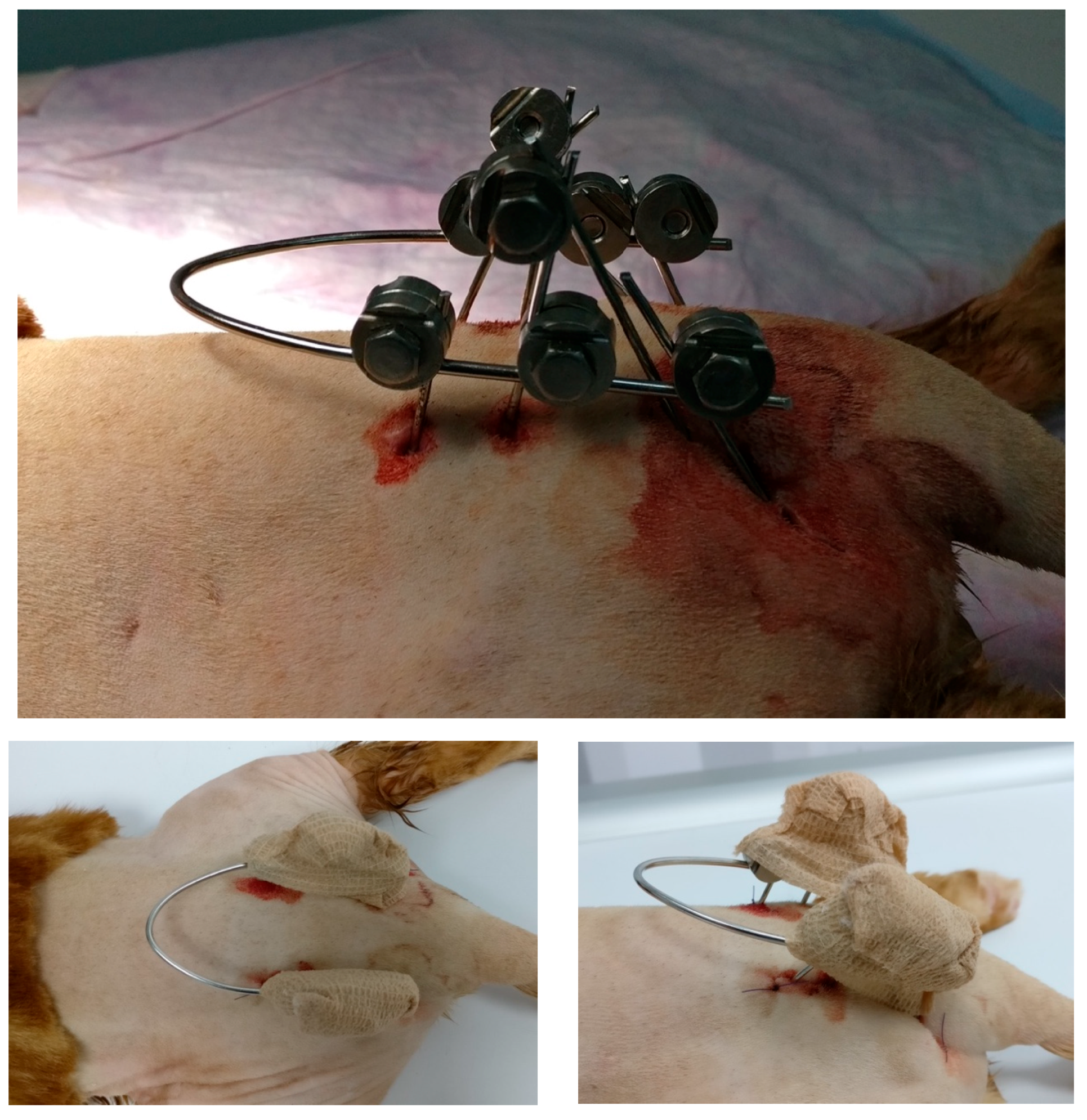 Animals 14 00379 g002