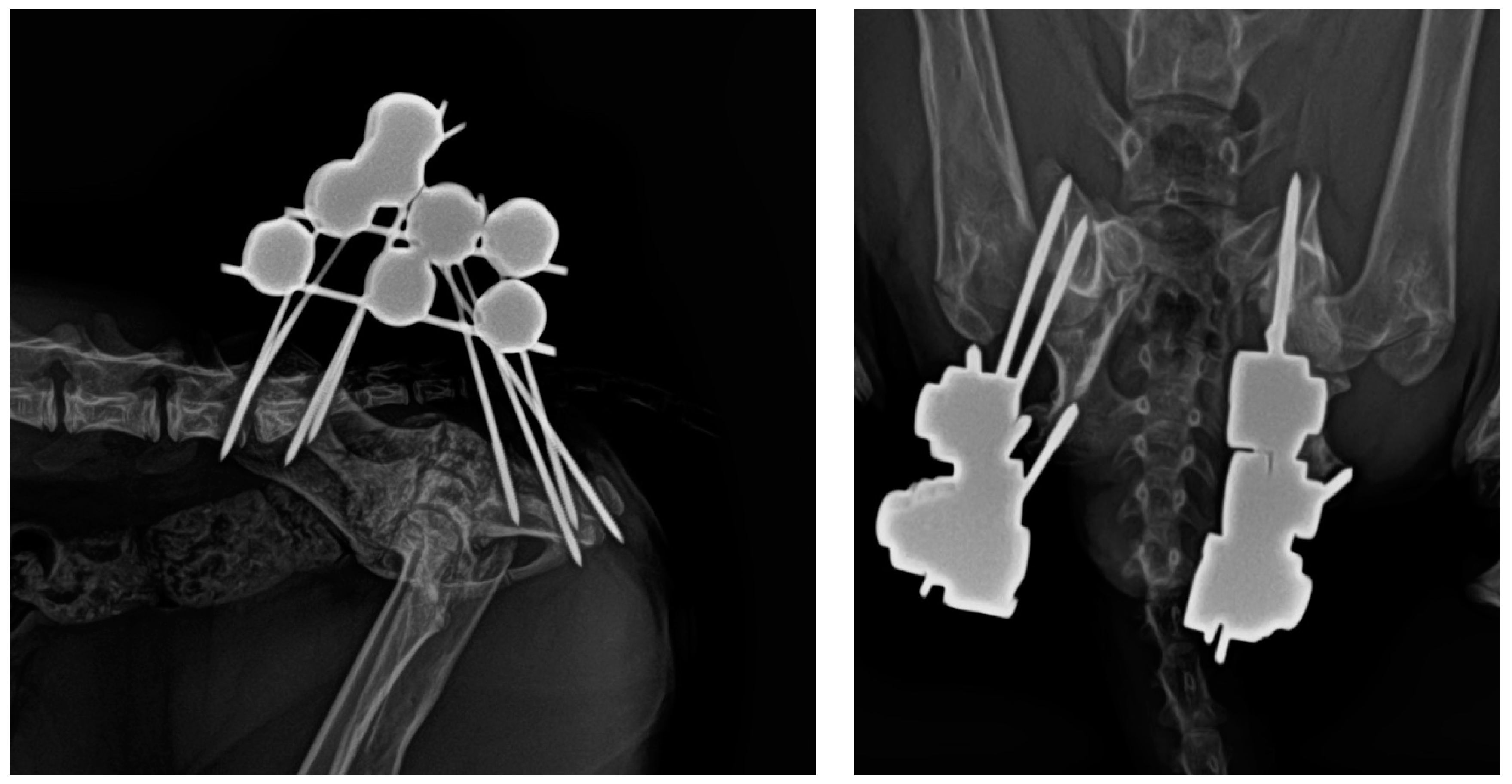 Animals 14 00379 g005