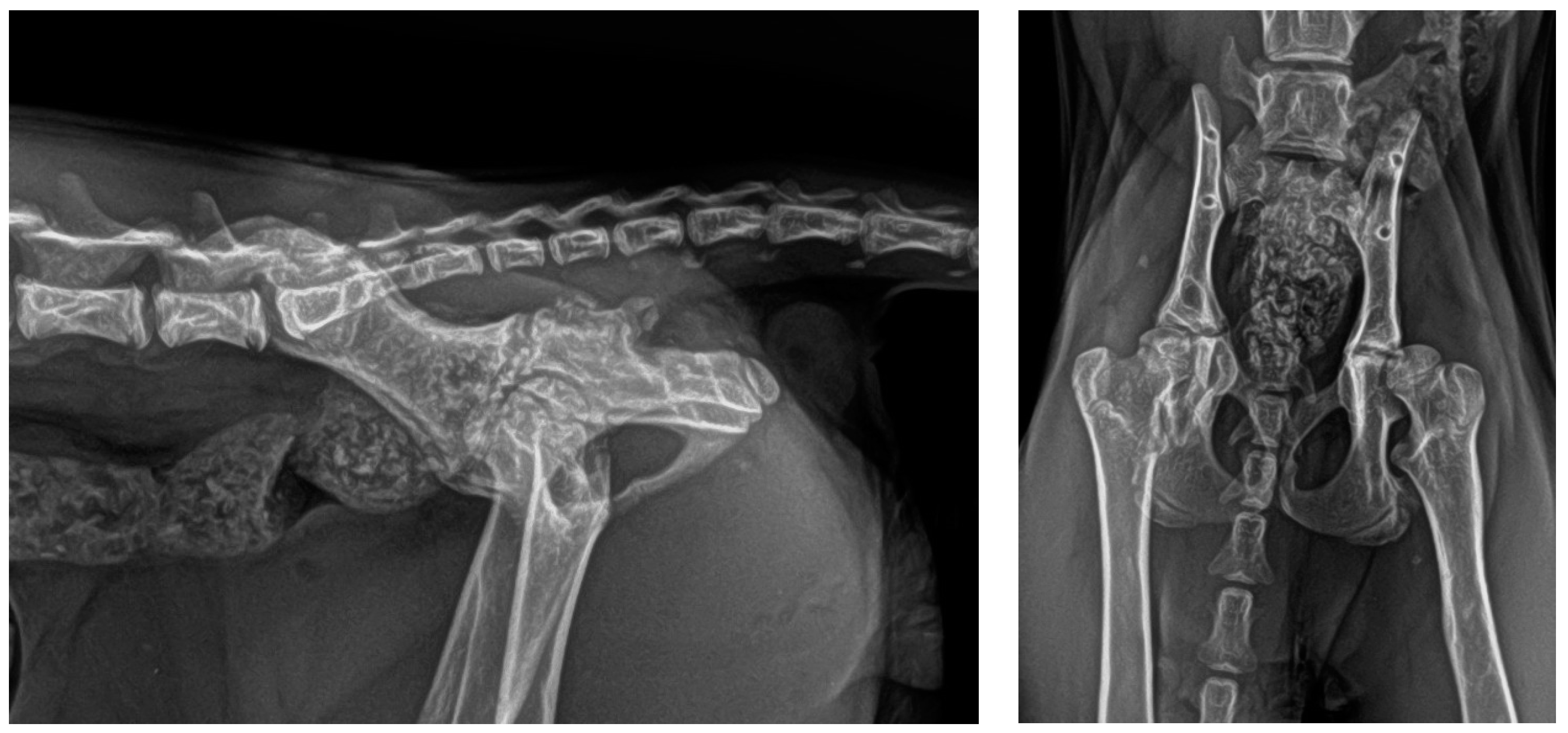 Animals 14 00379 g006