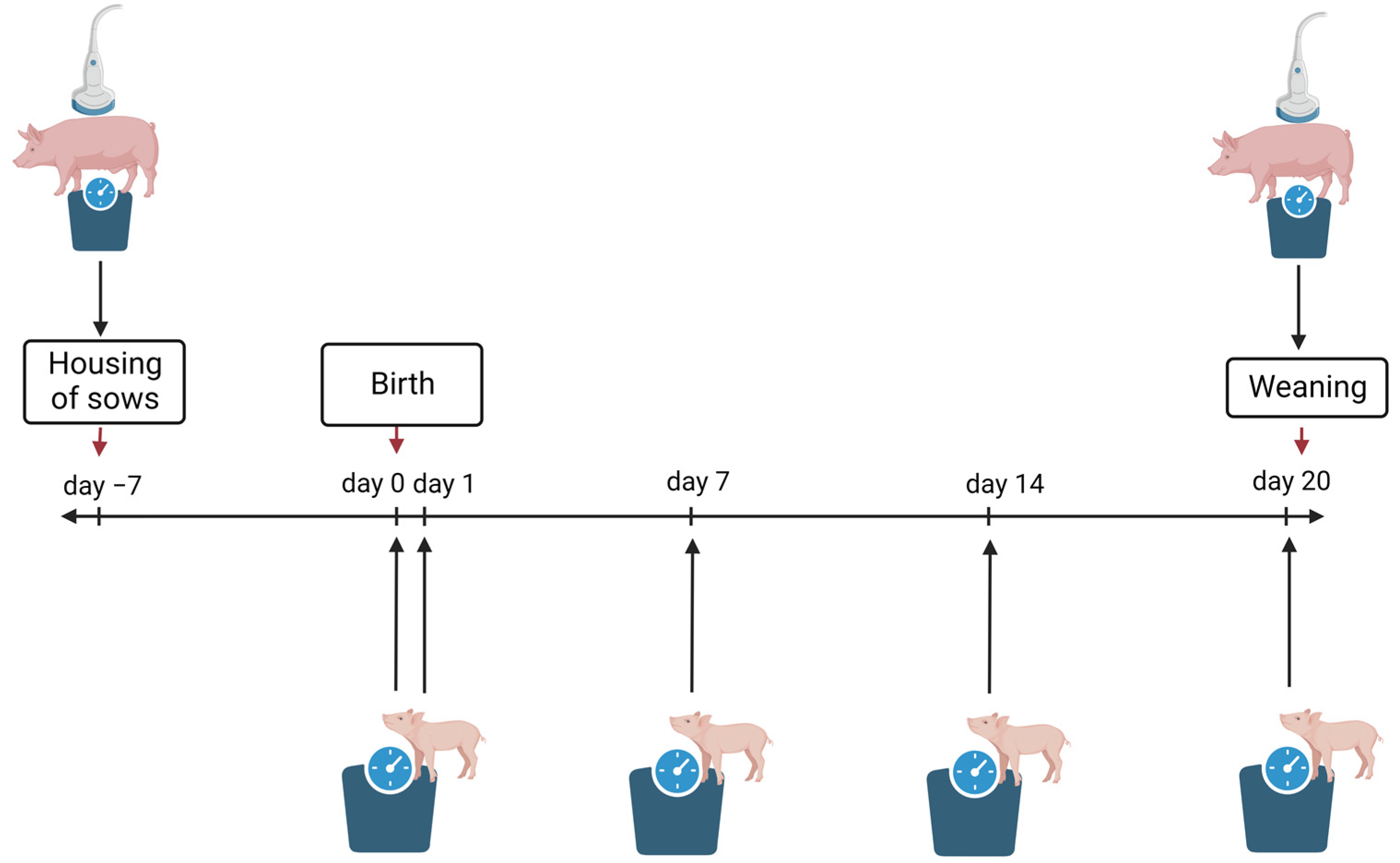 Animals 14 00380 g002