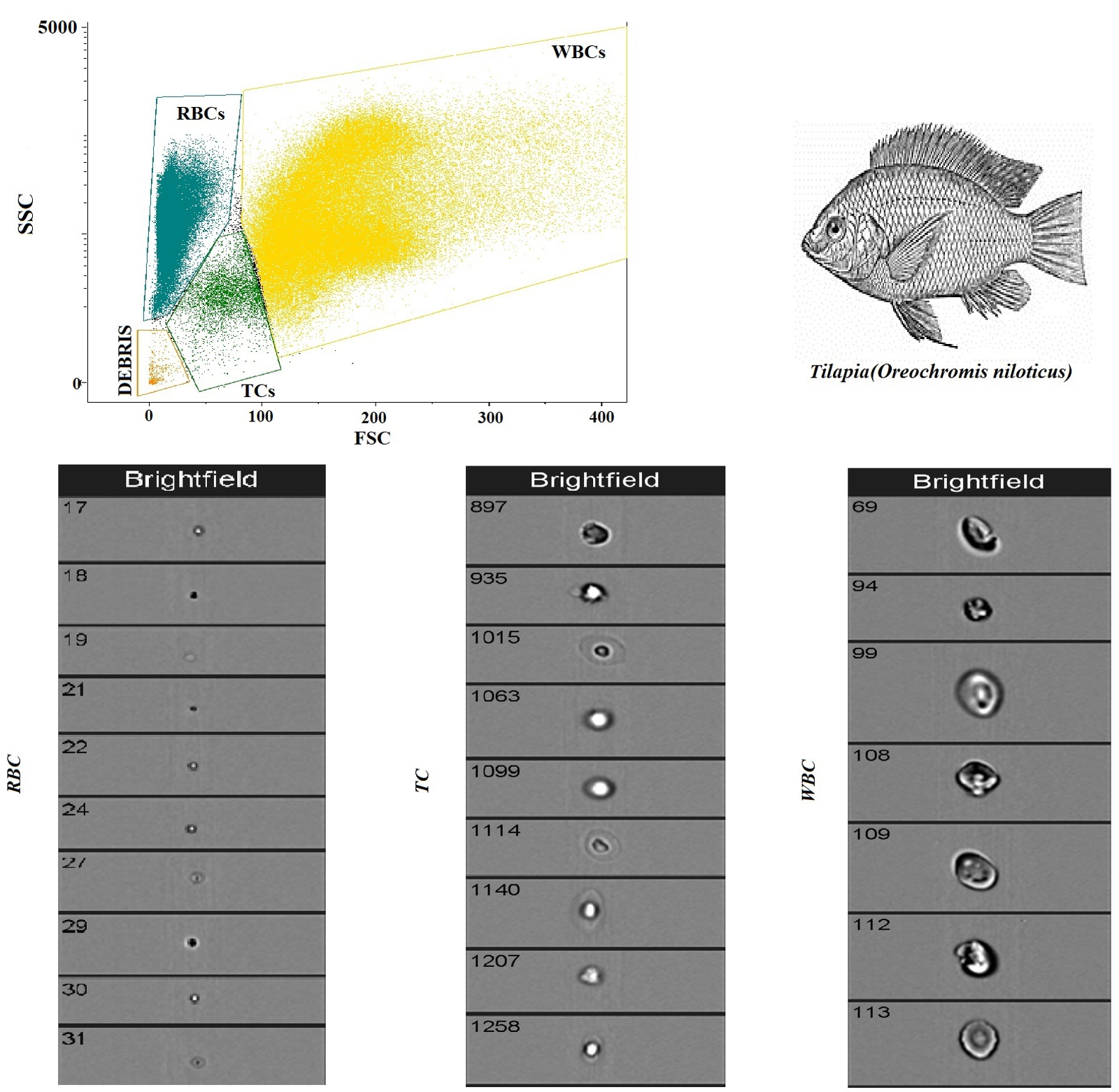 Animals 14 00392 g002