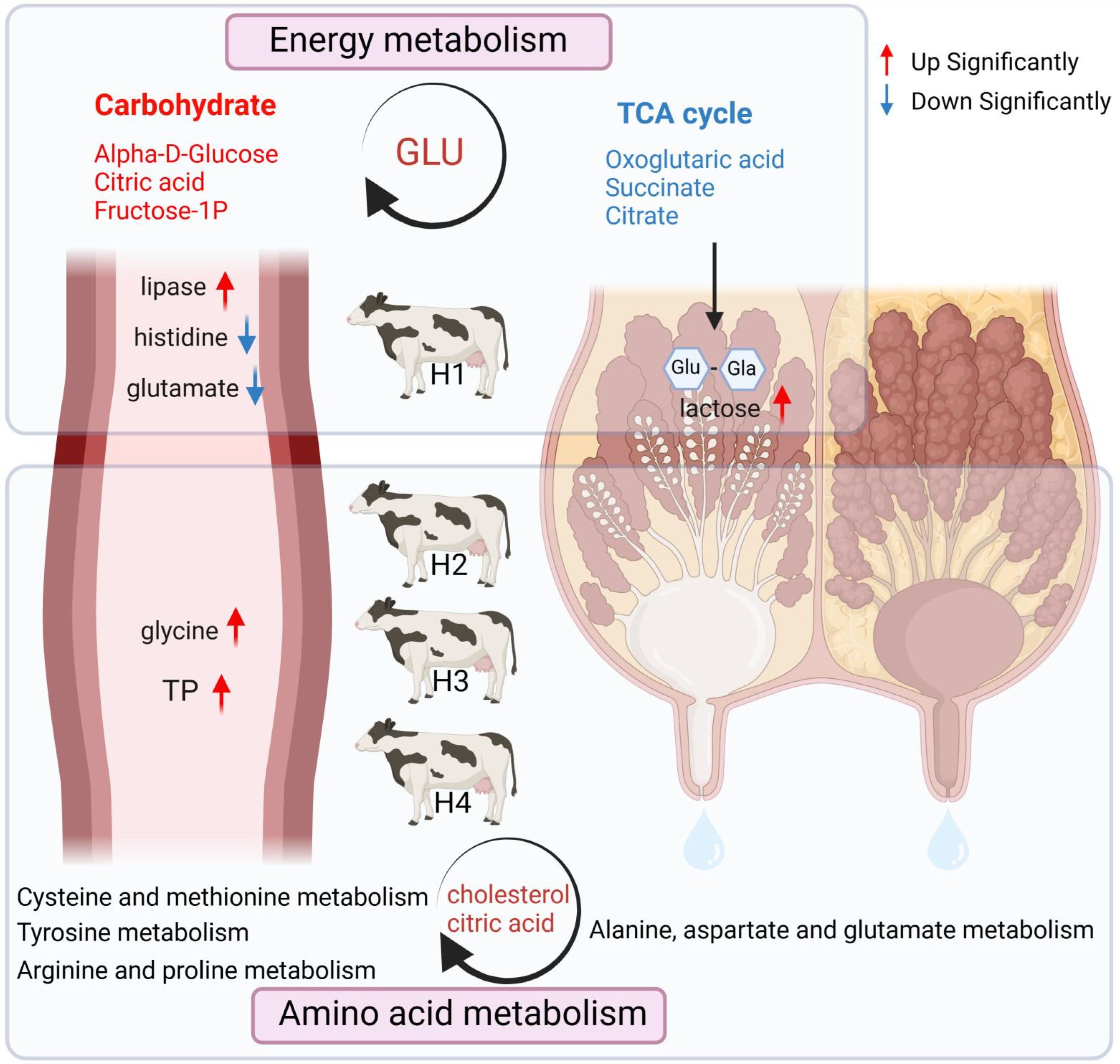 Animals 14 00407 g006