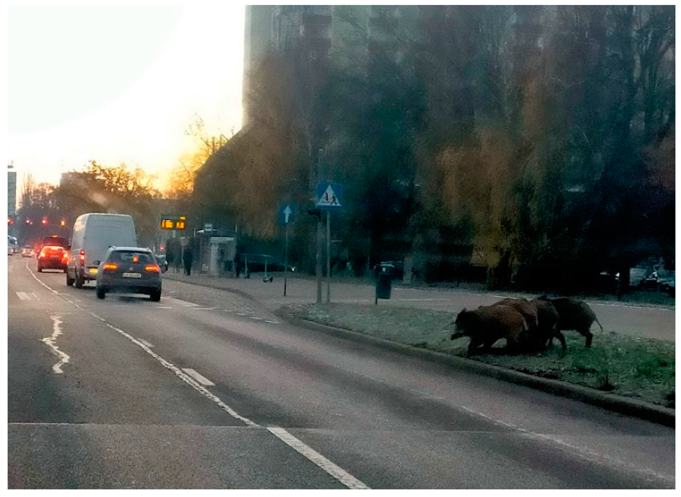 Animals 14 00408 g002