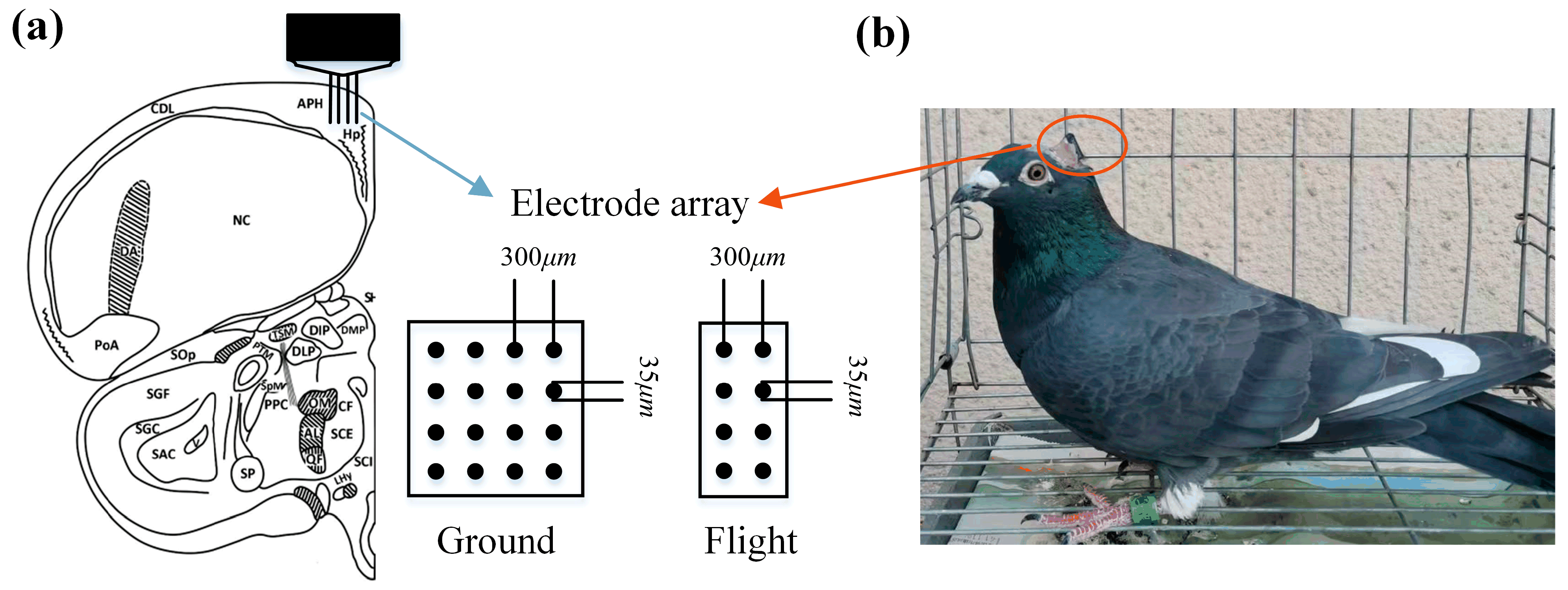 Animals 14 00439 g001