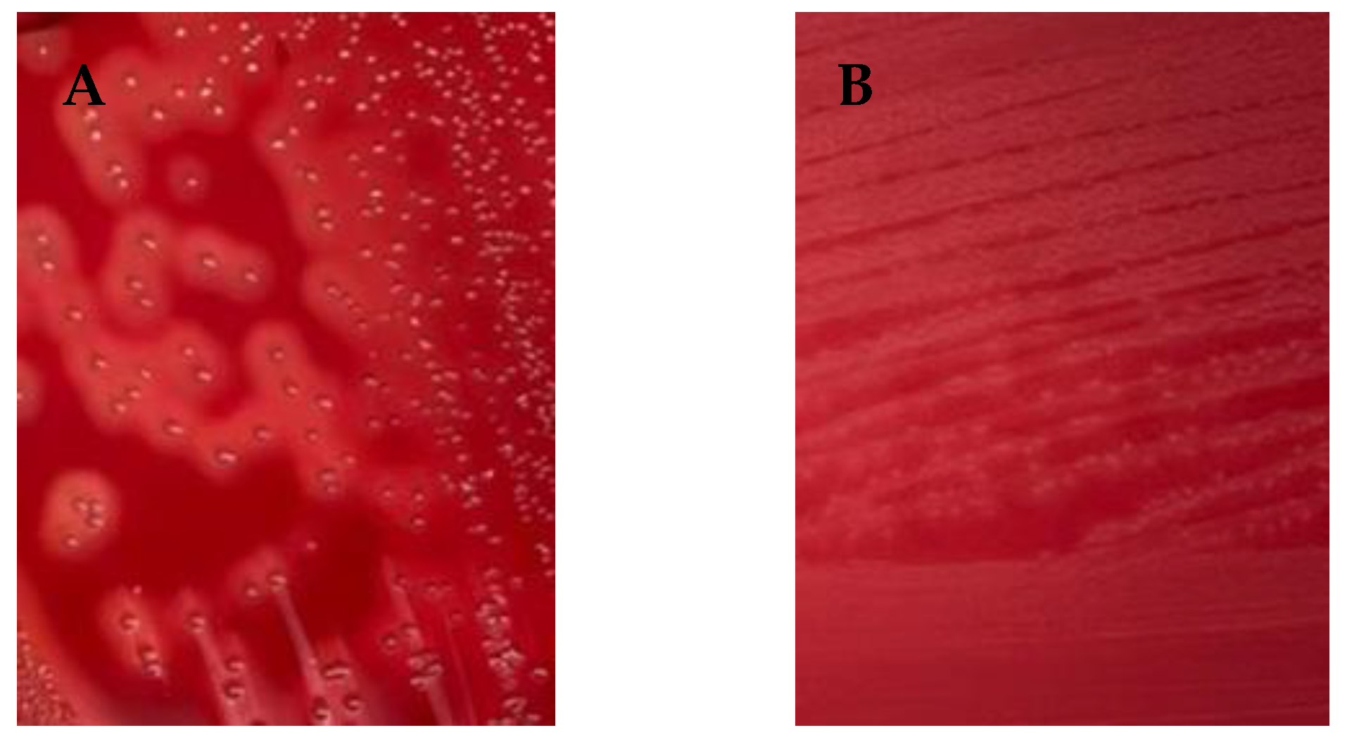 Animals 14 00447 g001