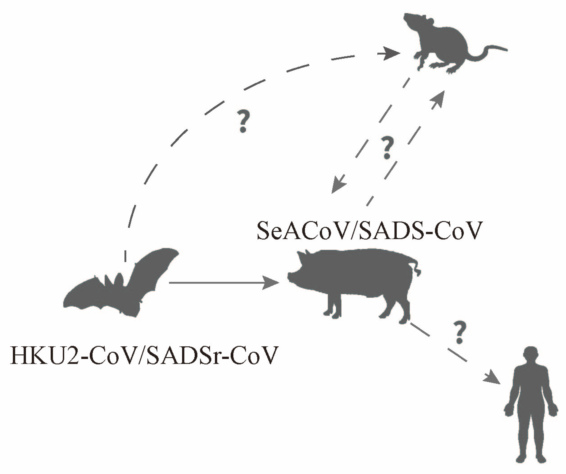 Animals 14 00448 g004