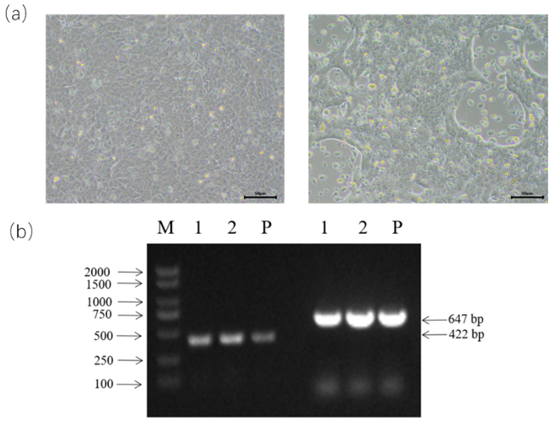 Animals 14 00463 g001