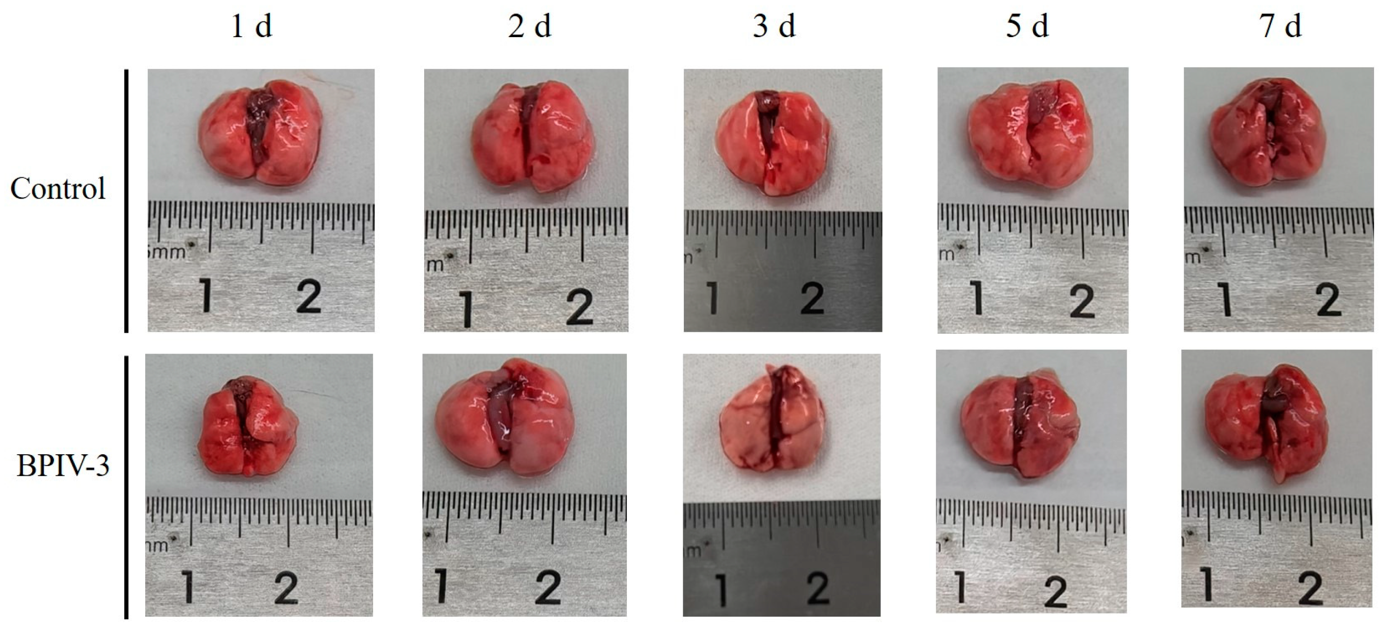 Animals 14 00463 g004