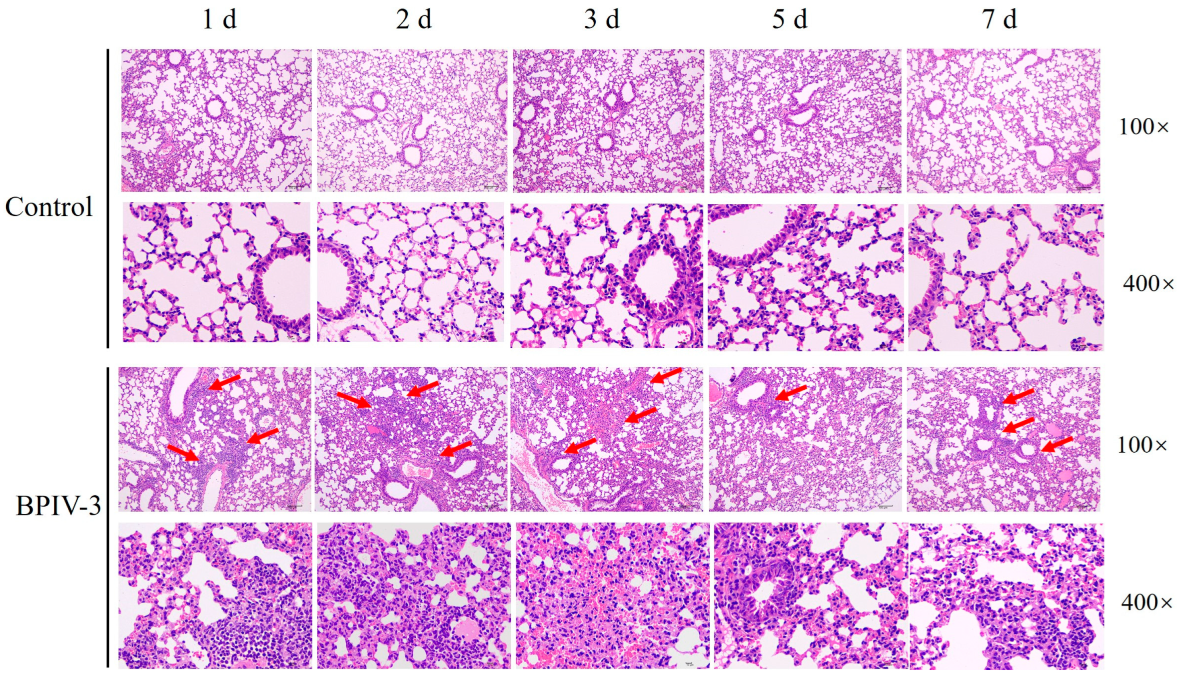 Animals 14 00463 g005