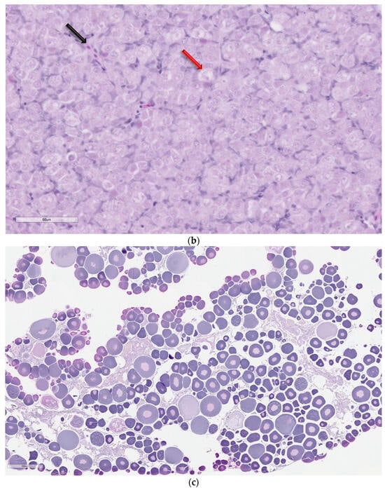 Animals 14 00464 g002b