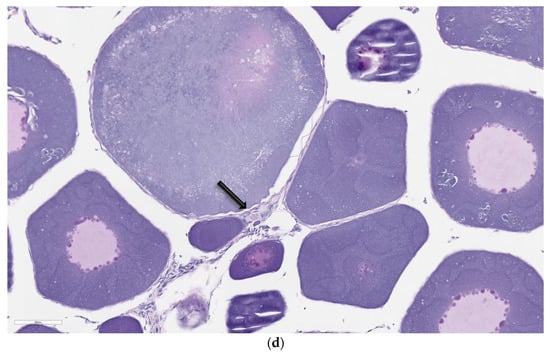 Animals 14 00464 g002c