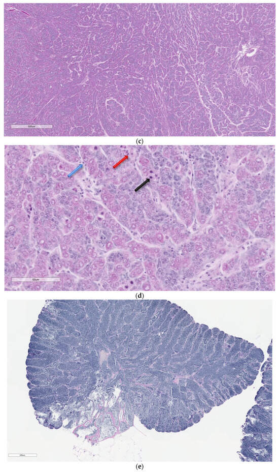 Animals 14 00464 g003b