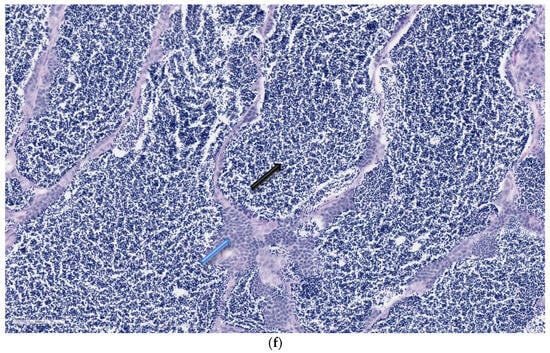 Animals 14 00464 g003c