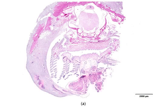 Animals 14 00464 g004a