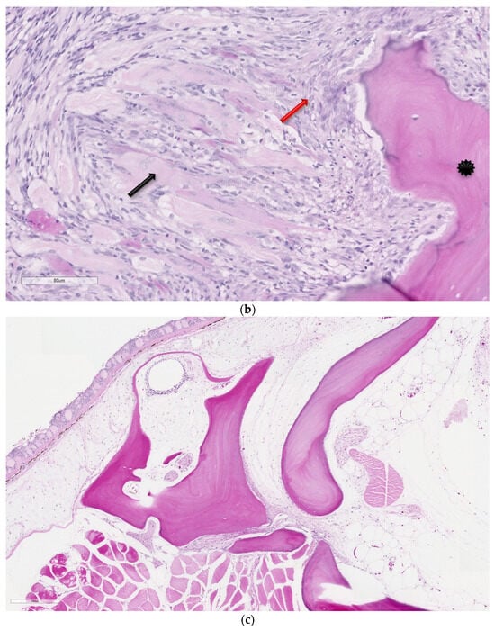 Animals 14 00464 g004b