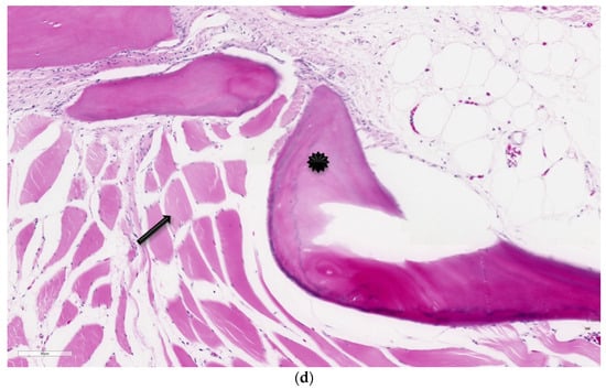 Animals 14 00464 g004c