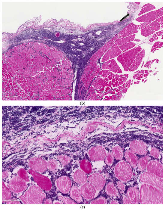 Animals 14 00464 g005b