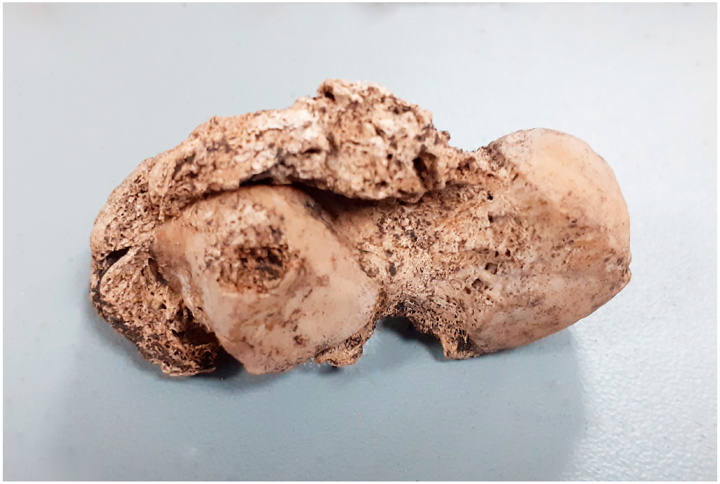 Animals 14 00490 g004