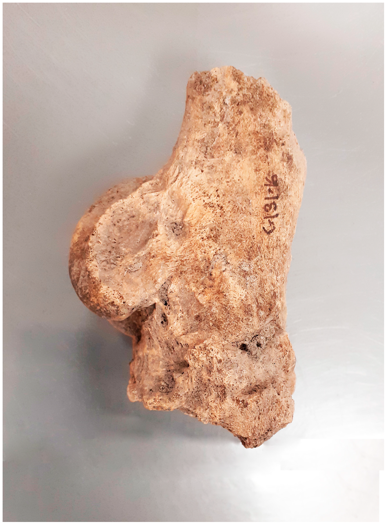 Animals 14 00490 g008