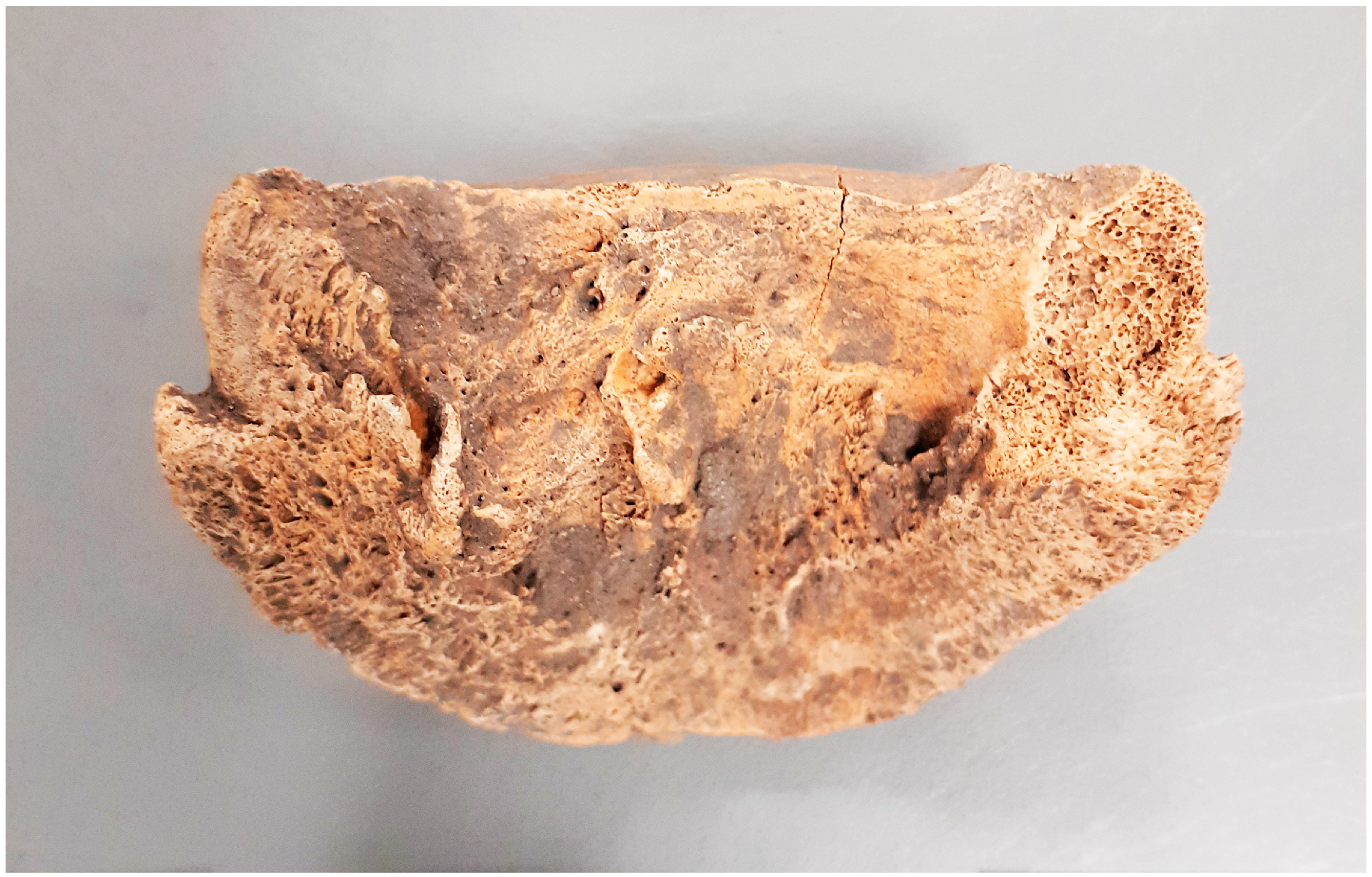 Animals 14 00490 g010