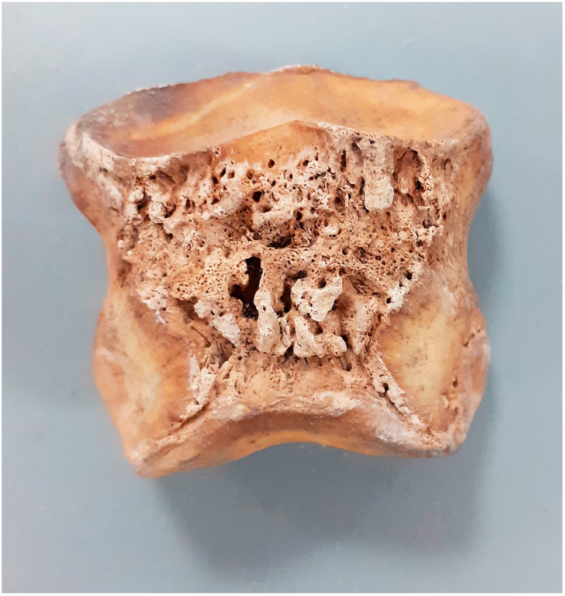 Animals 14 00490 g011