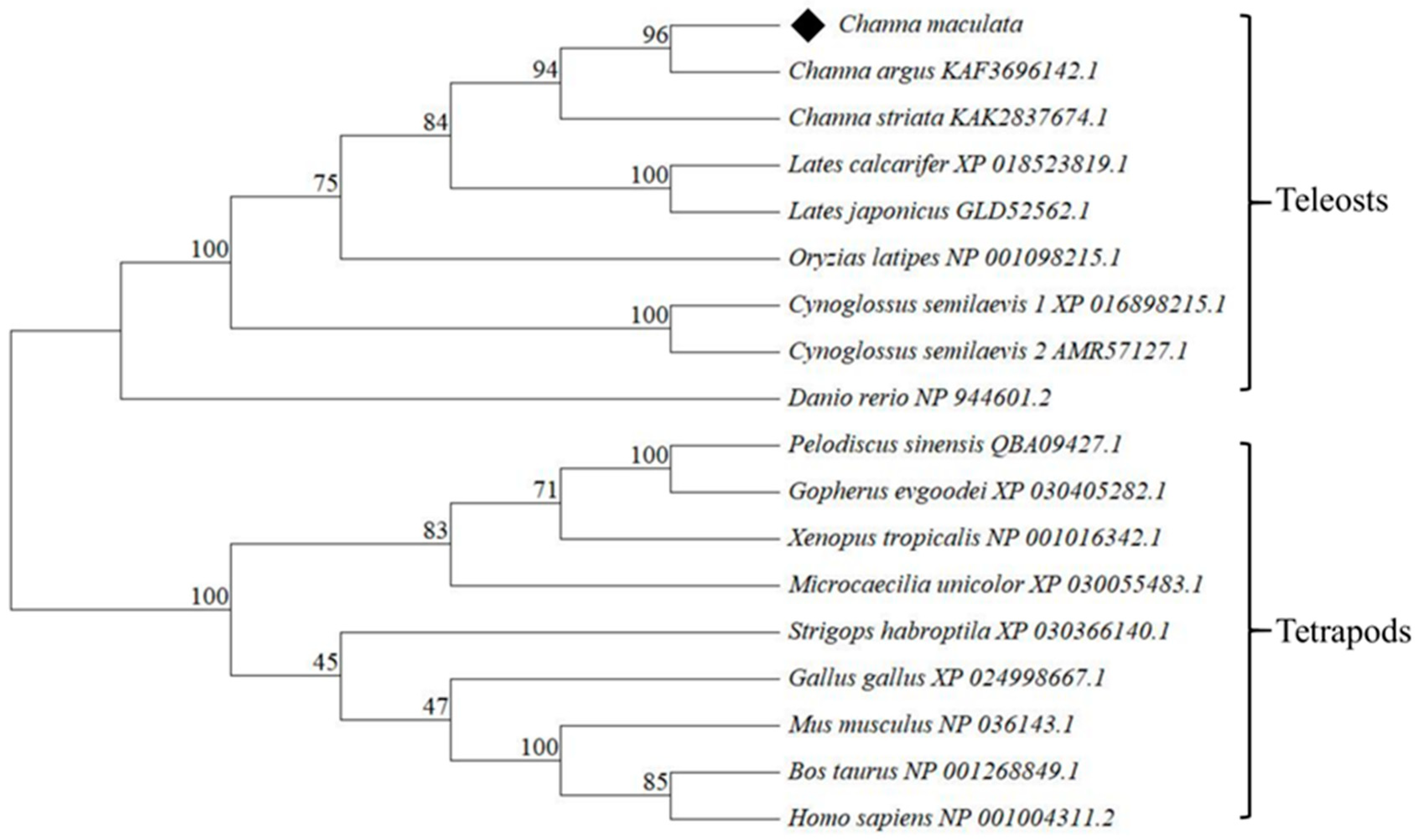 Animals 14 00491 g002