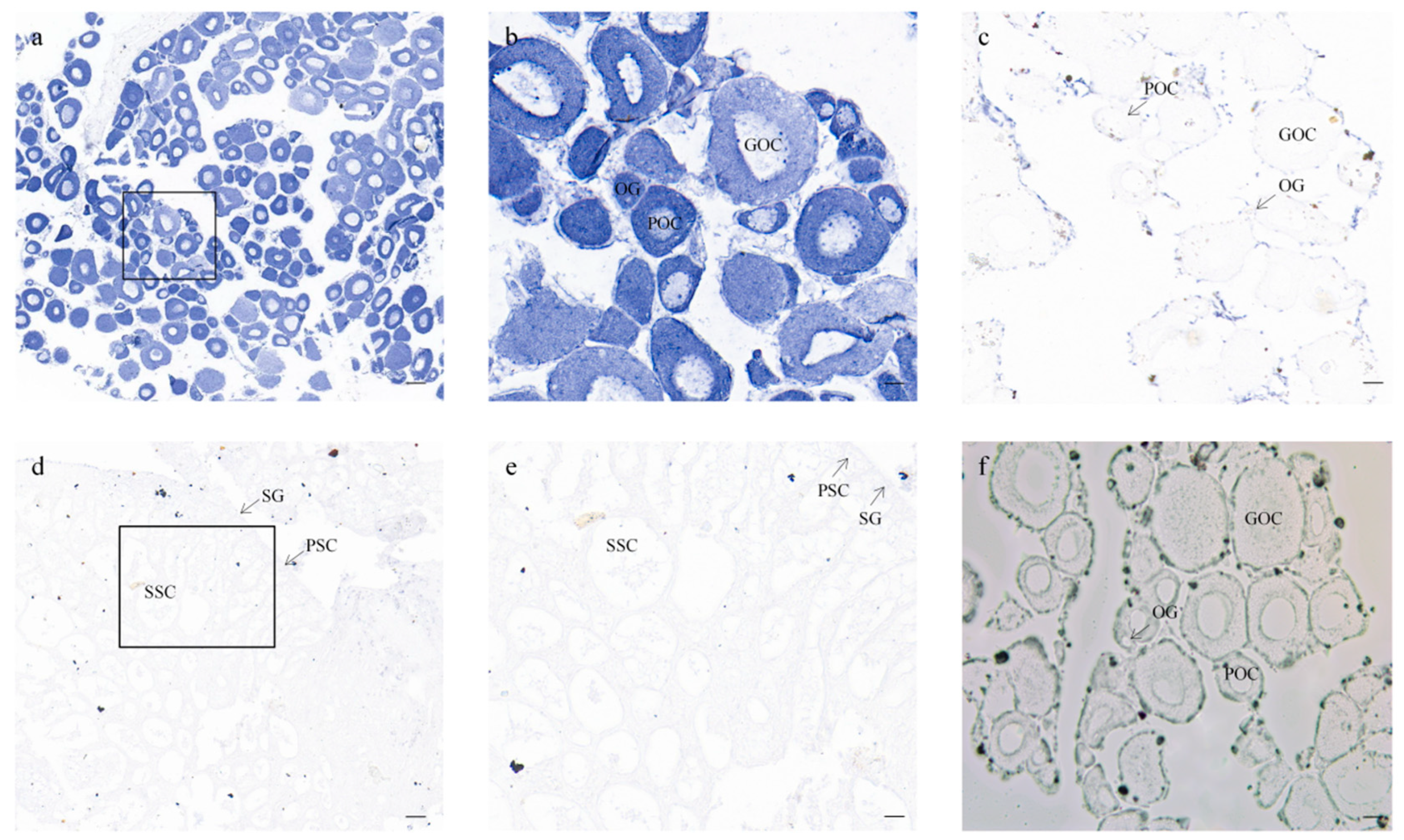 Animals 14 00491 g006