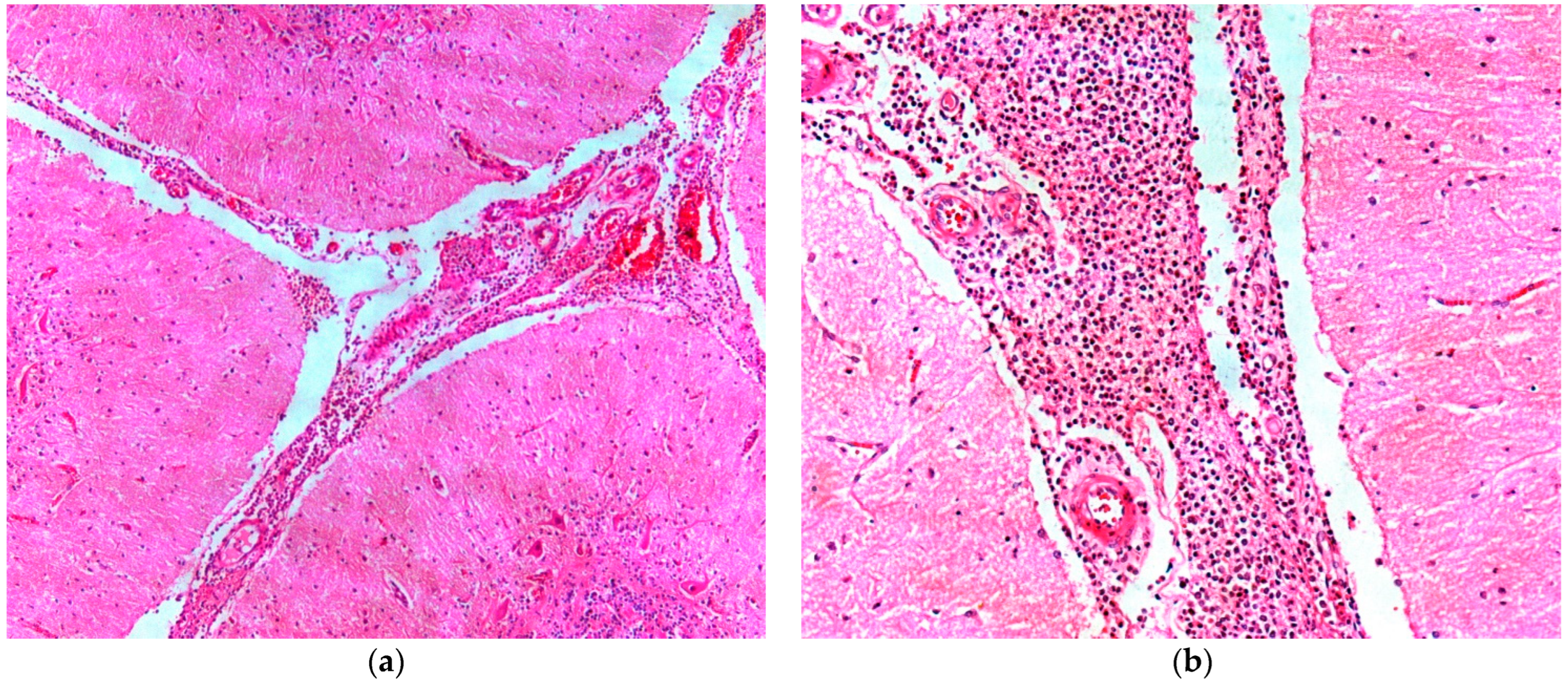 Animals 14 00505 g005