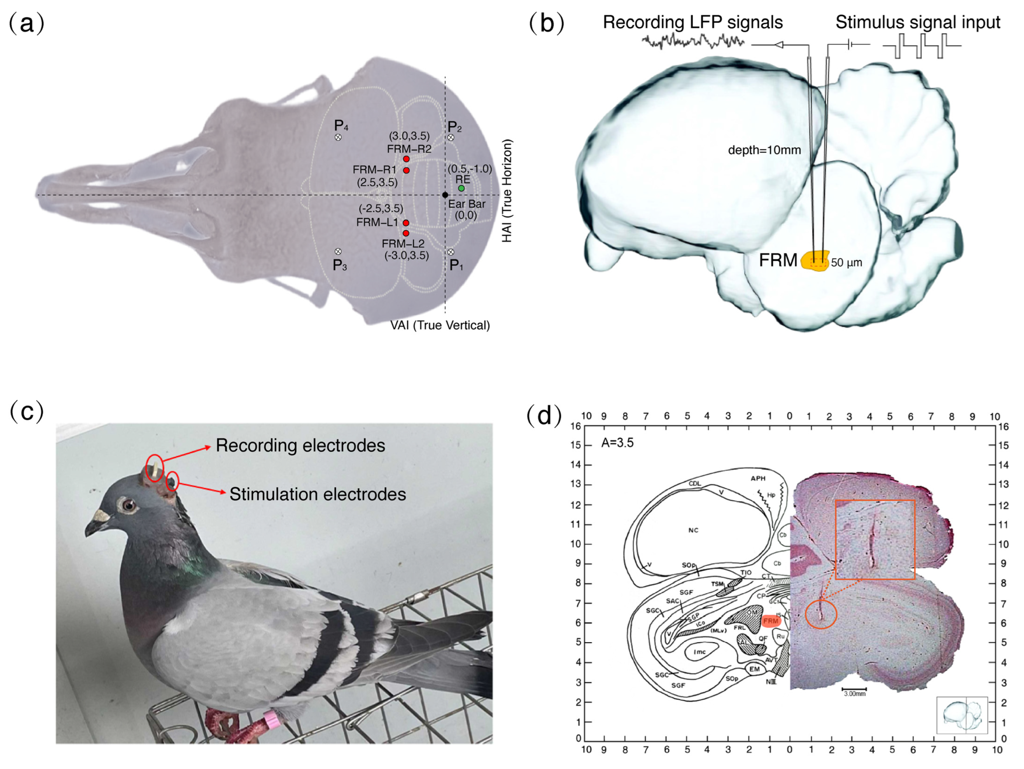 Animals 14 00509 g001