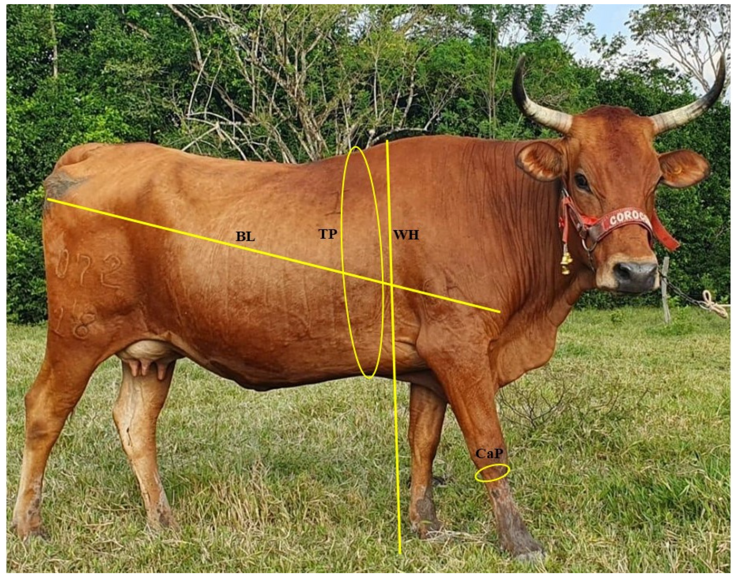 Animals 14 00527 g001