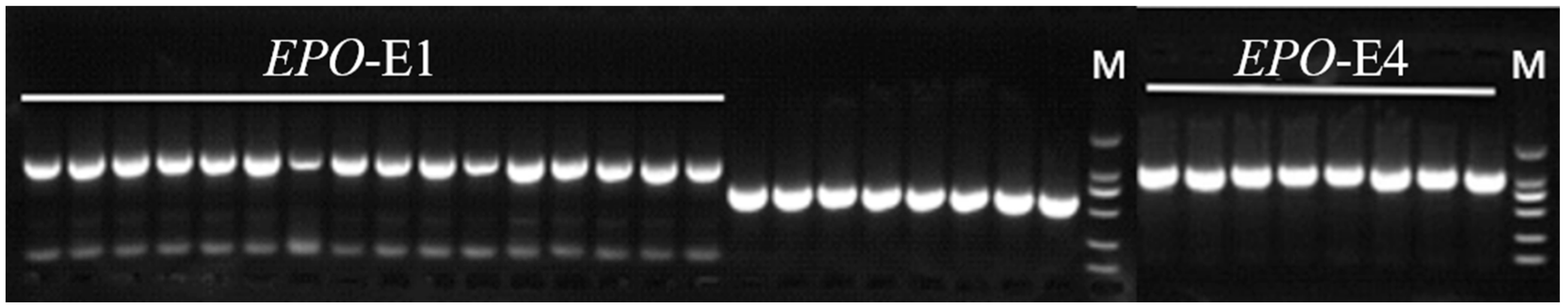 Animals 14 00535 g002