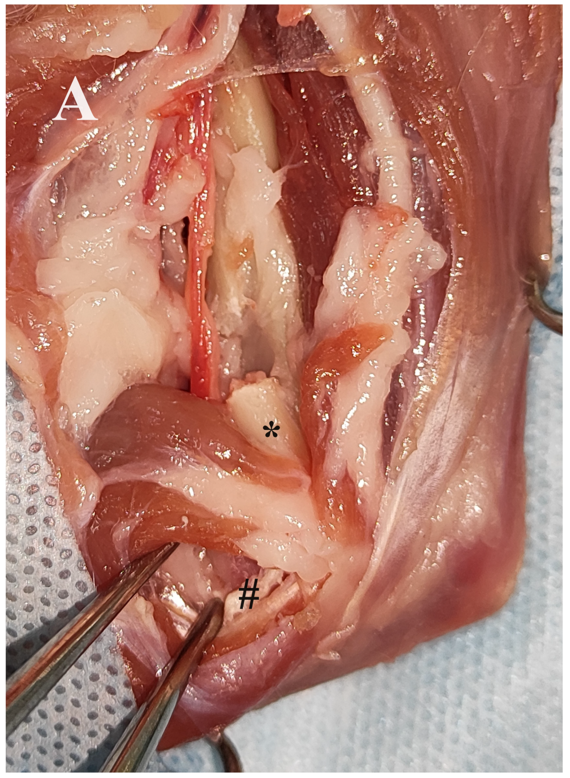 Animals 14 00537 g004a