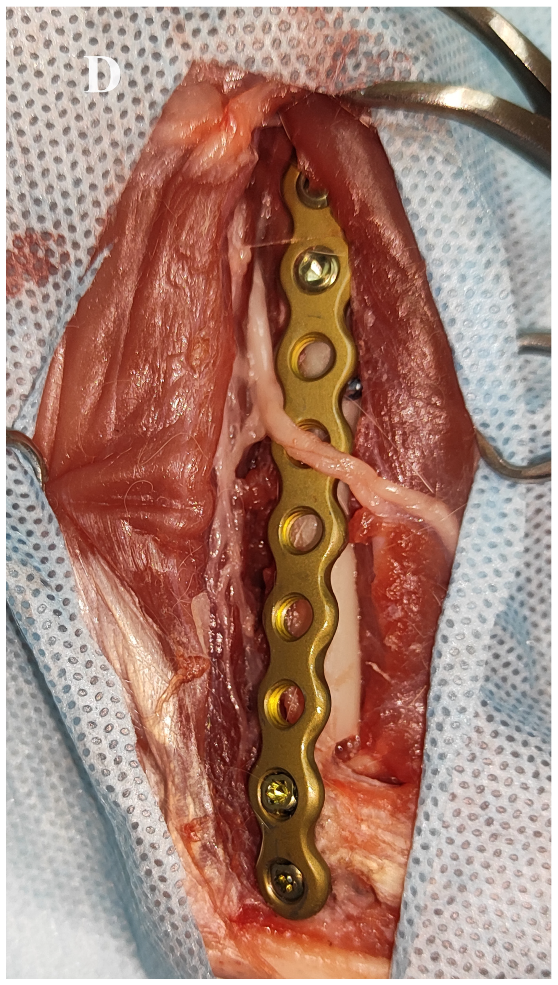 Animals 14 00537 g004d