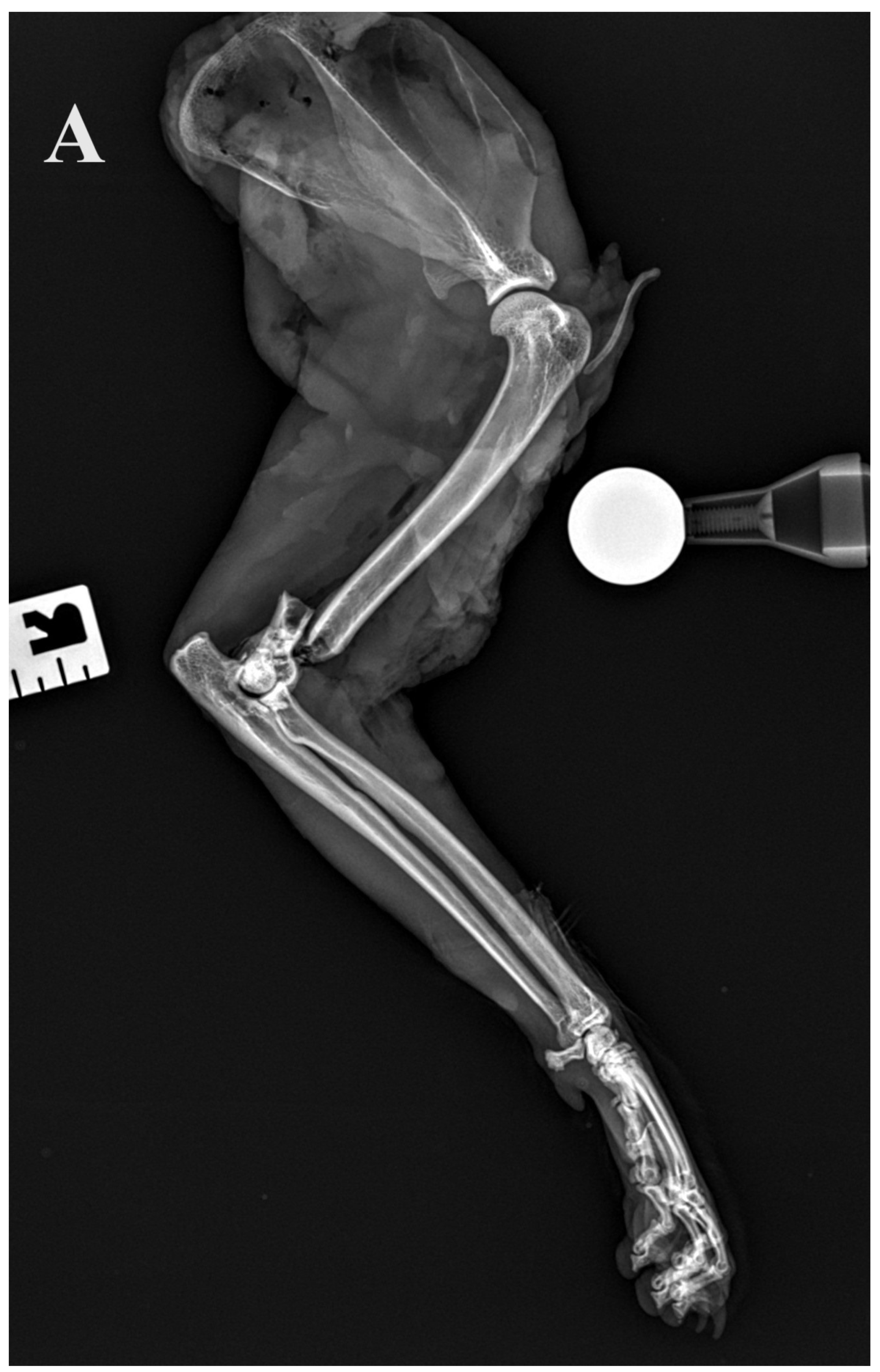 Animals 14 00537 g005a