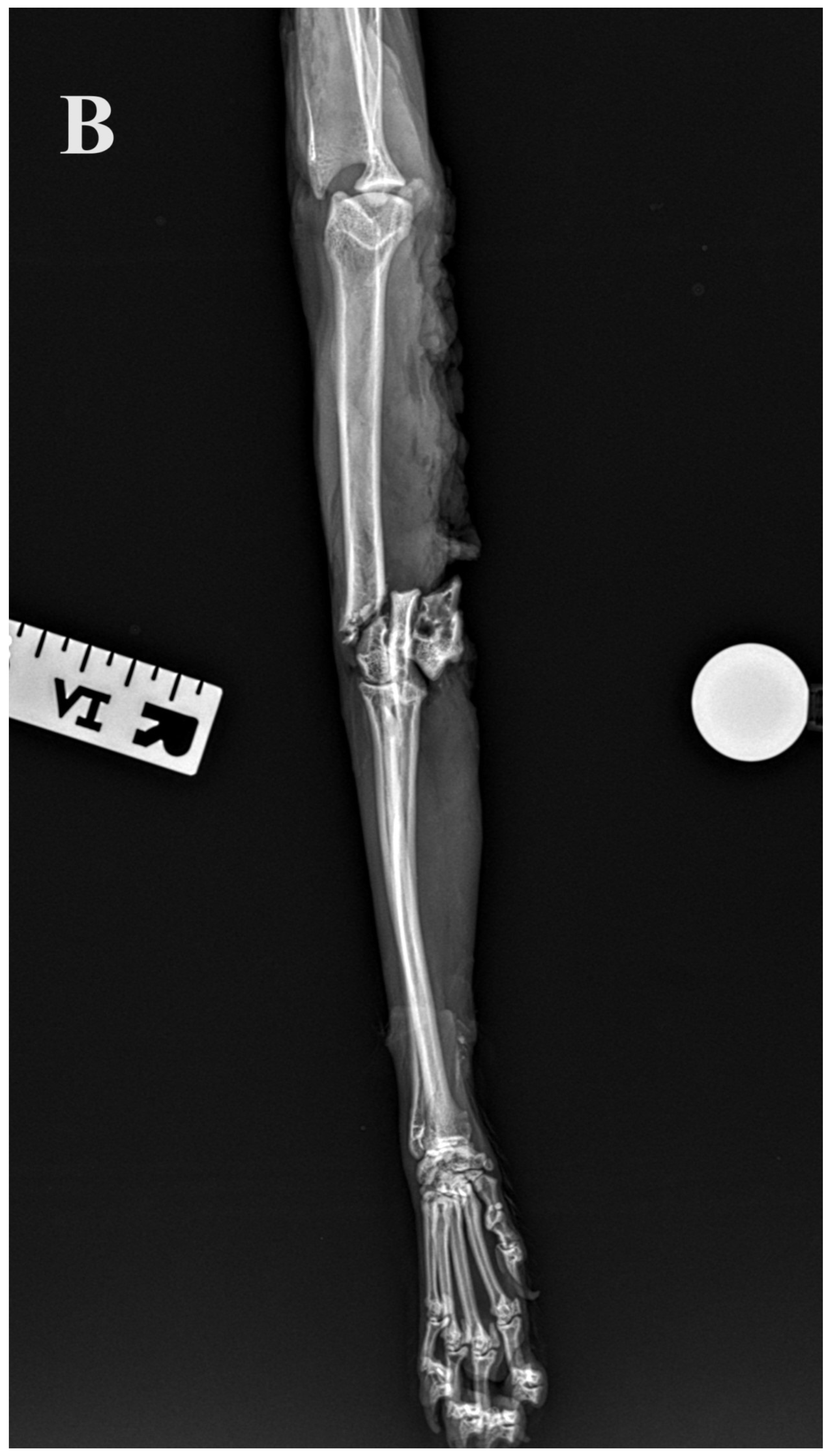 Animals 14 00537 g005b