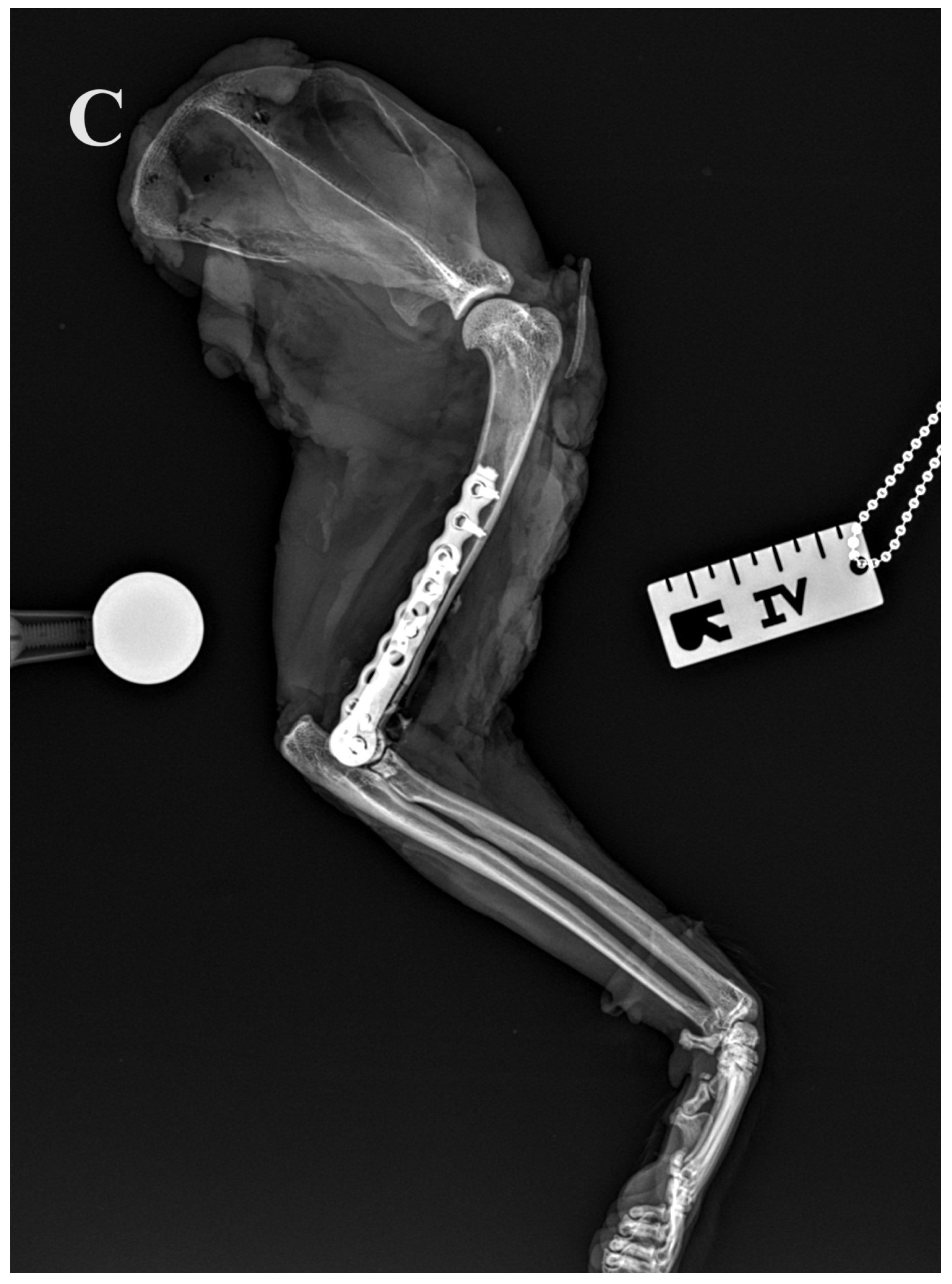 Animals 14 00537 g005c