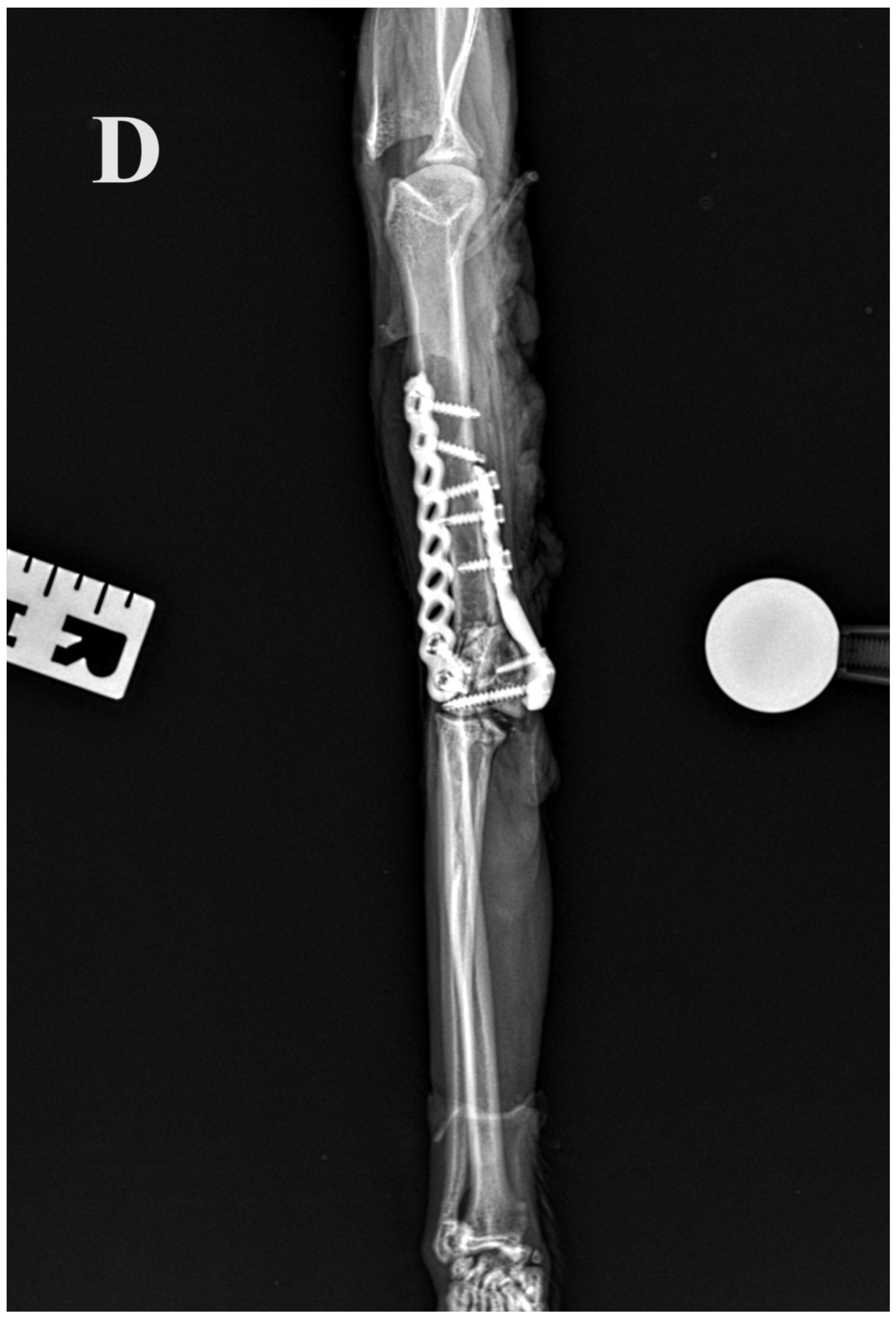 Animals 14 00537 g005d