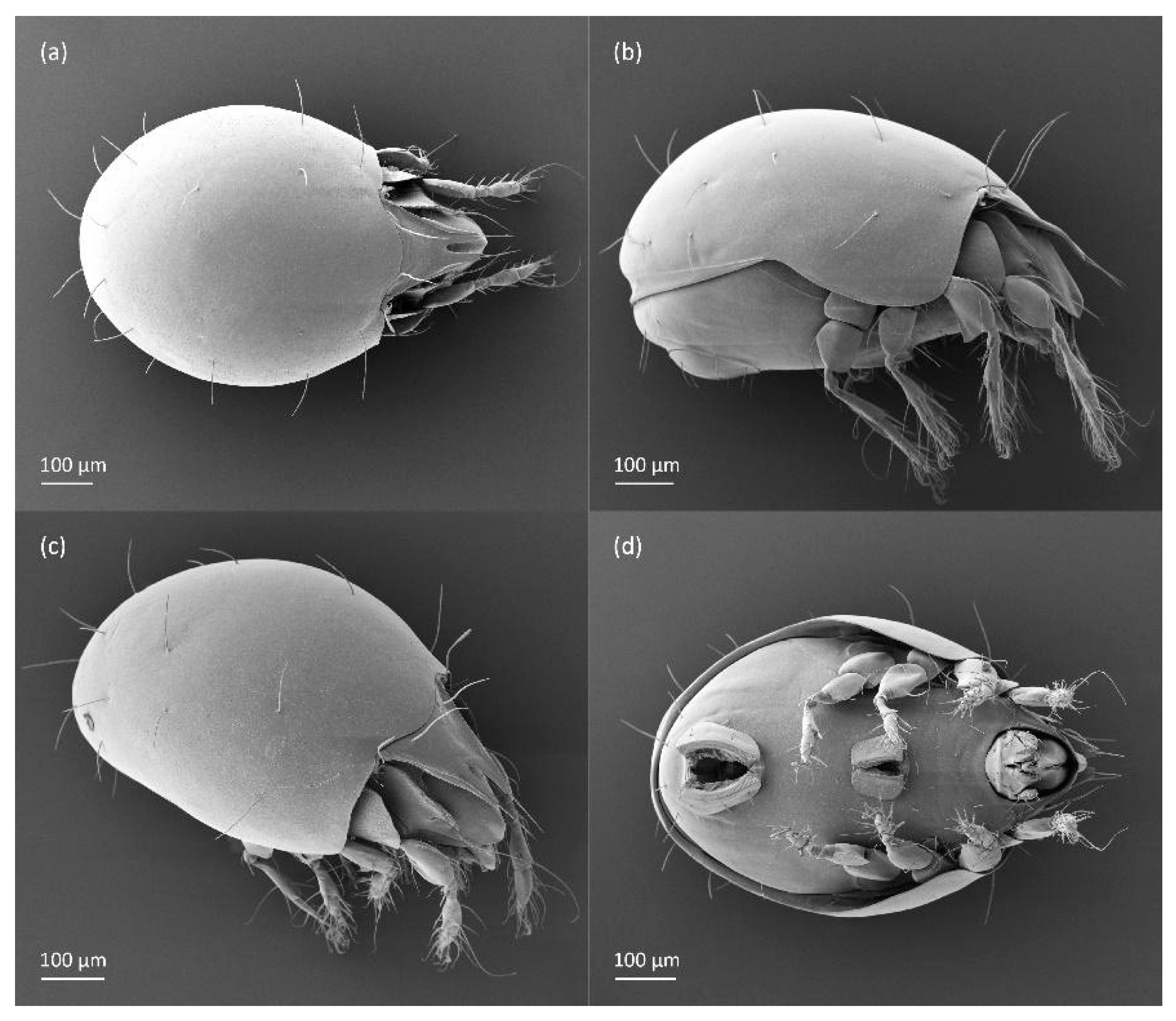 Animals 14 00538 g004 Animals 14 00538 g004